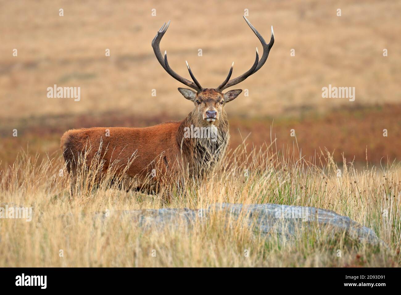 Rothirsch, Cervus elaphuson während der Herbstruhe auf Big Moor, Derbyshire, Peak District National Park, England, Großbritannien. Stockfoto
