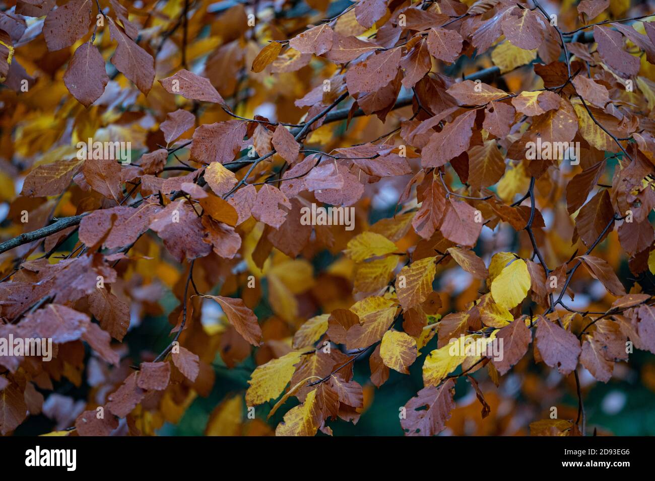 Orange, rot und braun Herbstfarben von Buchenblättern auf einem Baum, der von grün zu braun wechselt Stockfoto