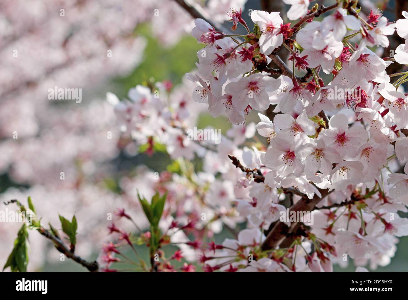 Nahaufnahme von Kirschblüten in voller Blüte Stockfoto