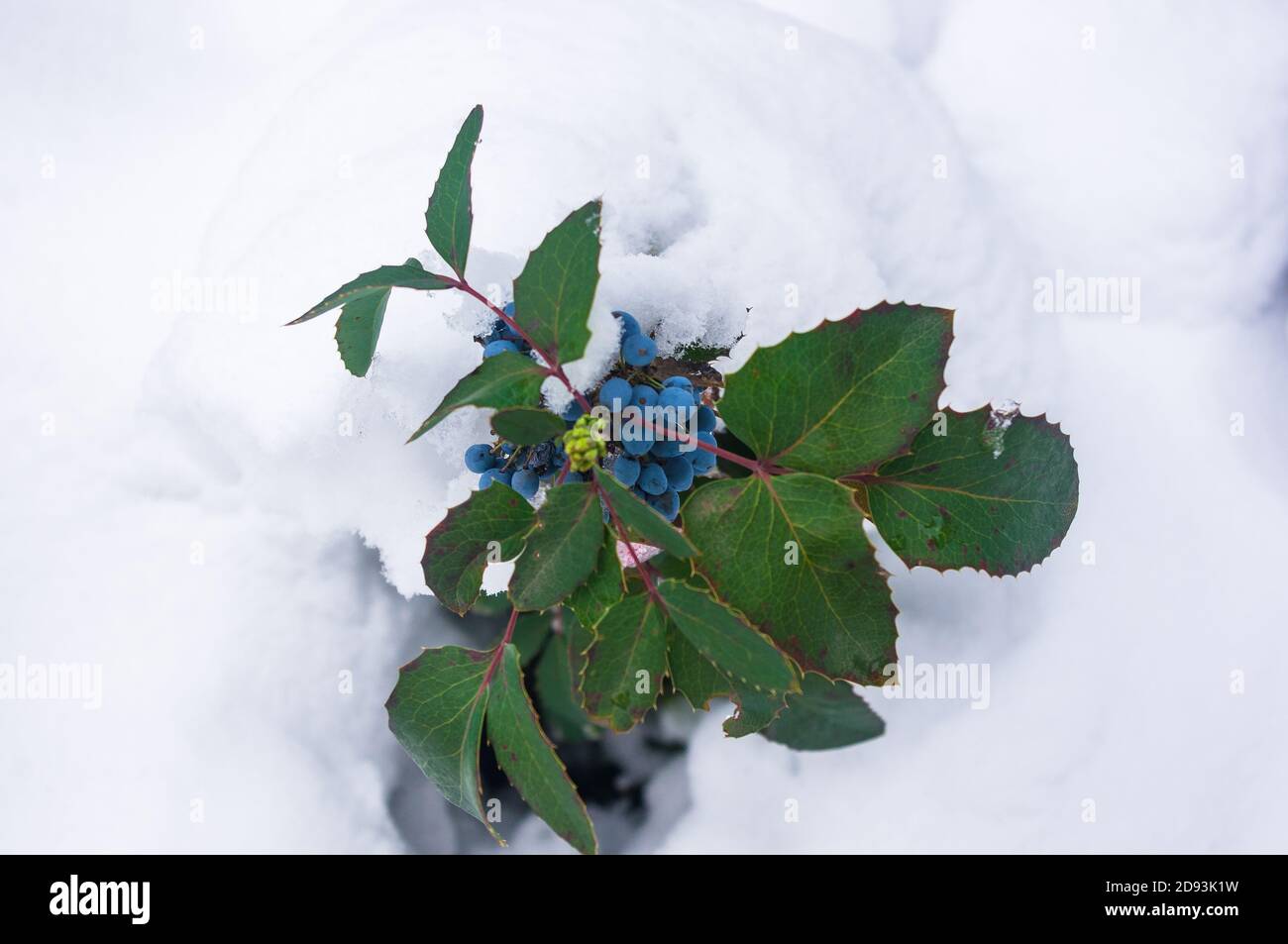 Bedeckt mit Schnee, grünen und roten Blättern und blauen Früchten Mahonia aquifolium, Oregon Traube, im Winter Stockfoto