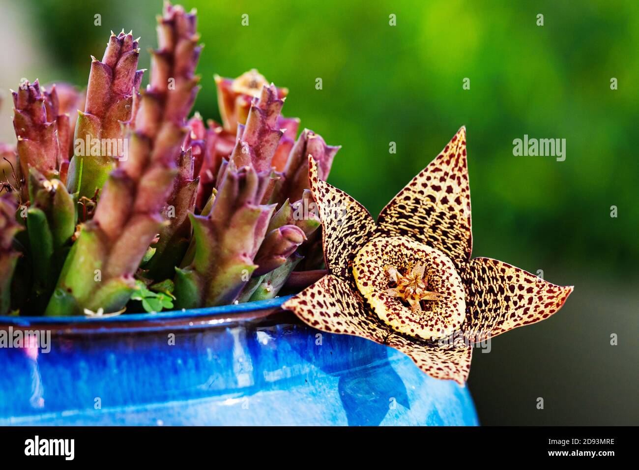 Blume-Stapelia gigantea Stockfoto