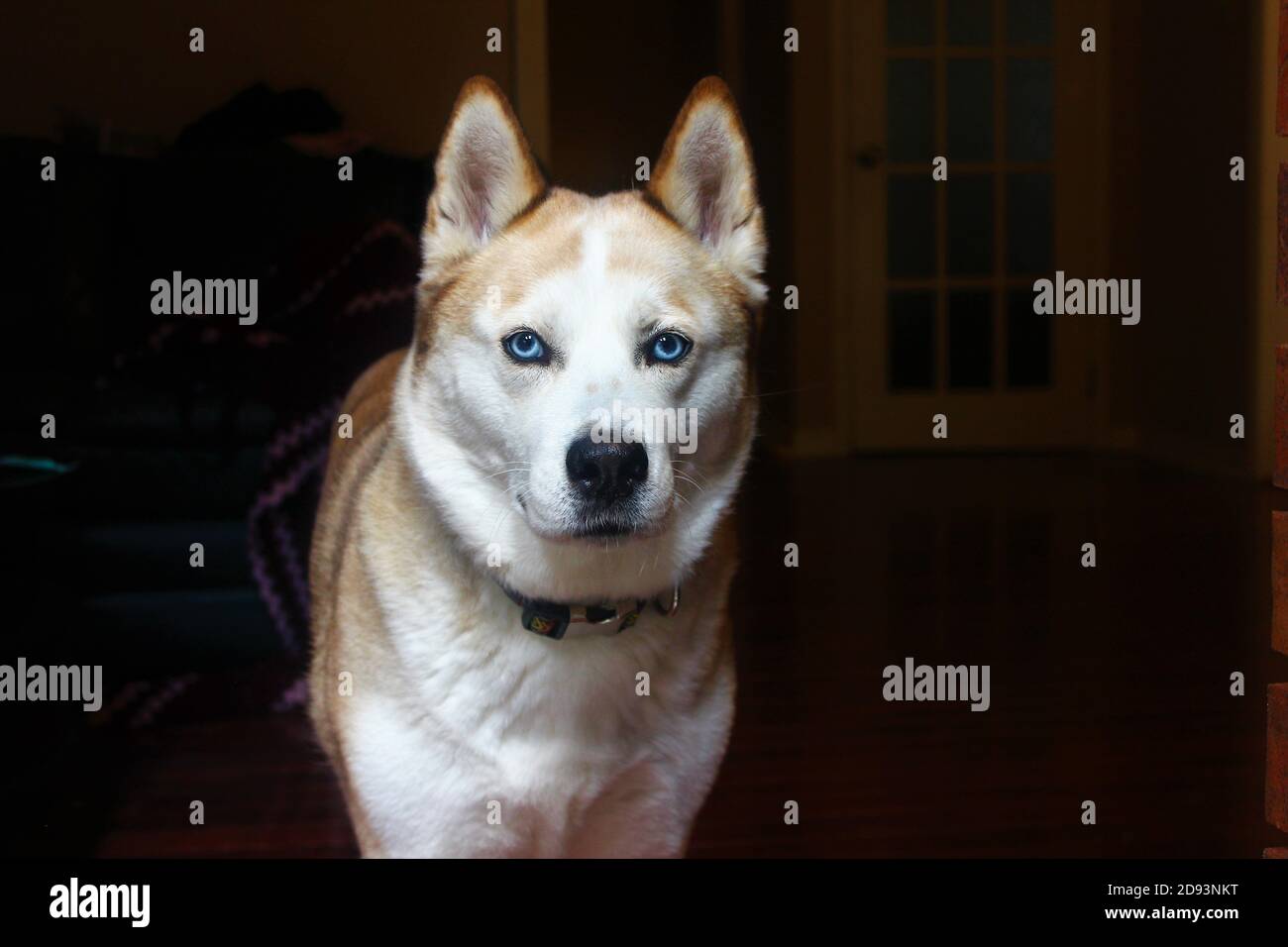 Roten Husky Hund Mit Blauen Augen Stockfotografie Alamy