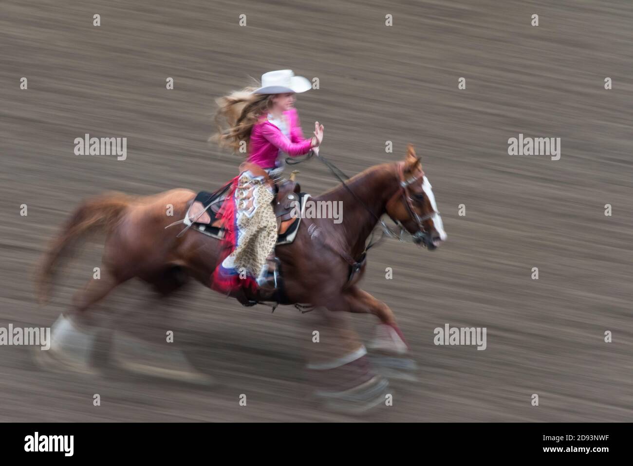 Cowgirl Reiten auf Pferd galoppieren in der Arena, Omak Stampede, Washington State, USA Stockfoto