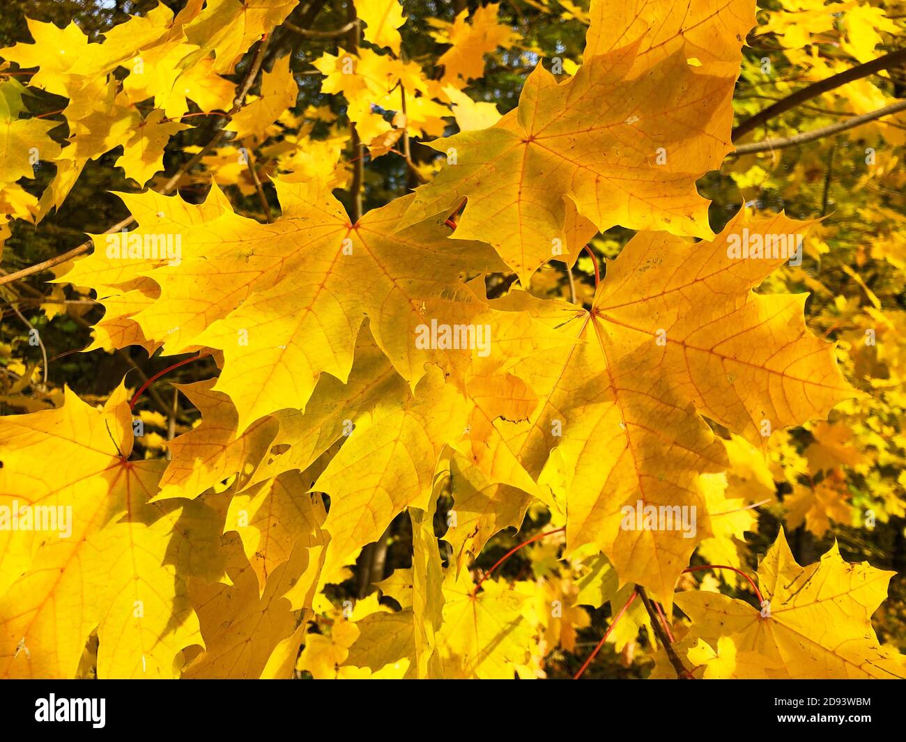 Wunderschöne gelbe Blätter im Herbst Stockfoto