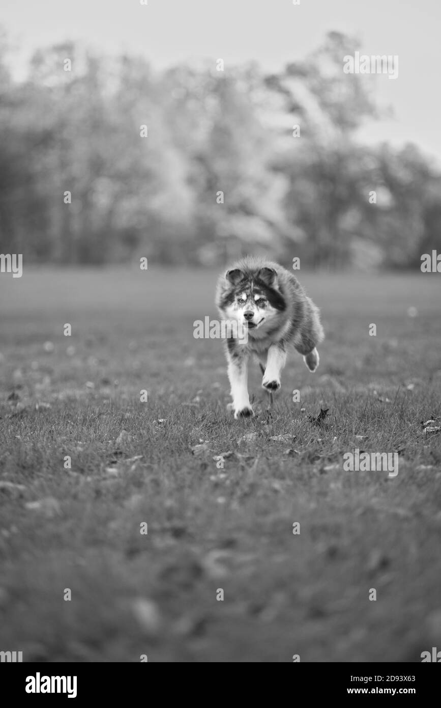 Husky Hund im Herbst bewaldeten Bereich in ohio Stockfoto