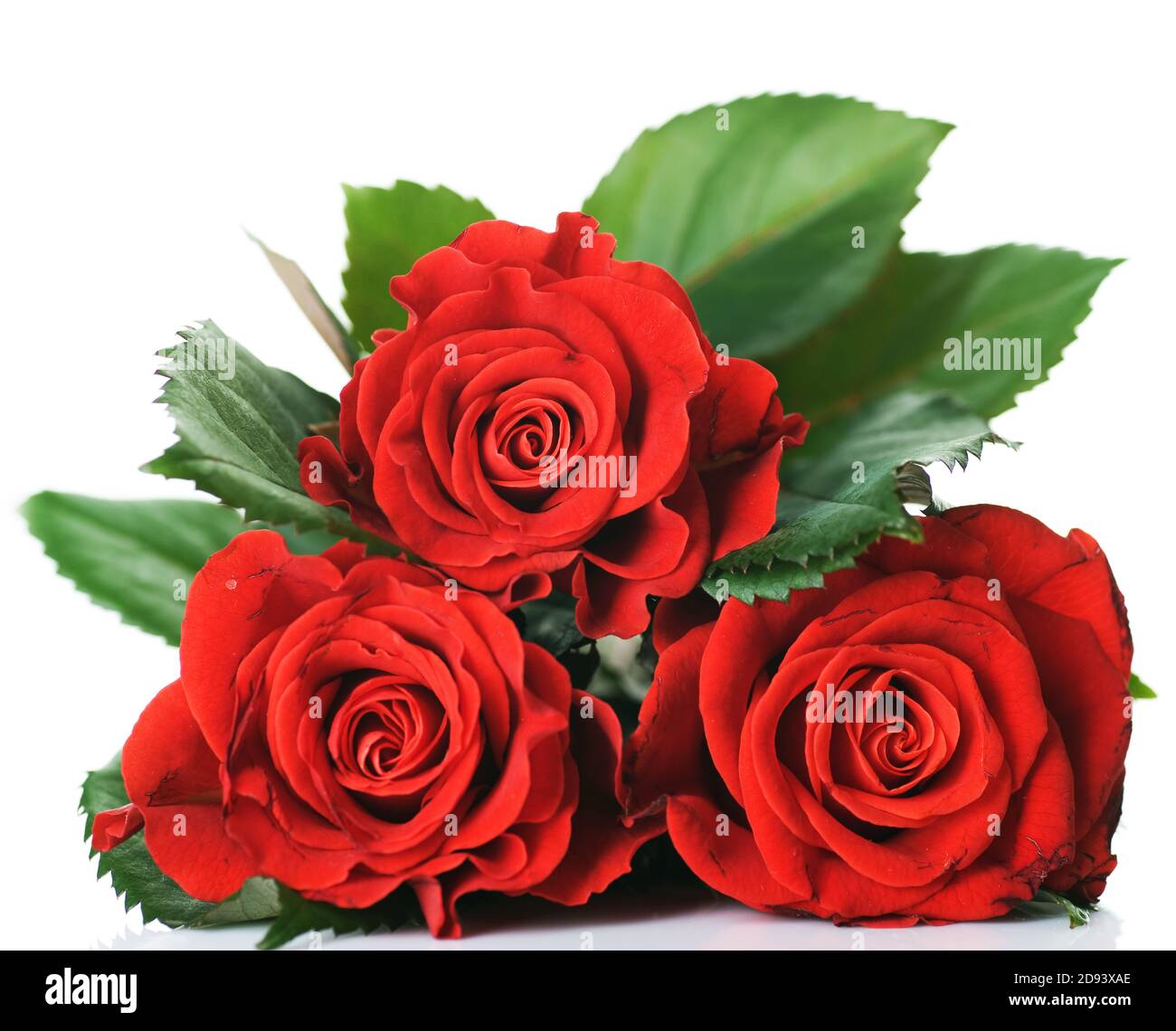 Rote Rose Stockfotografie Alamy