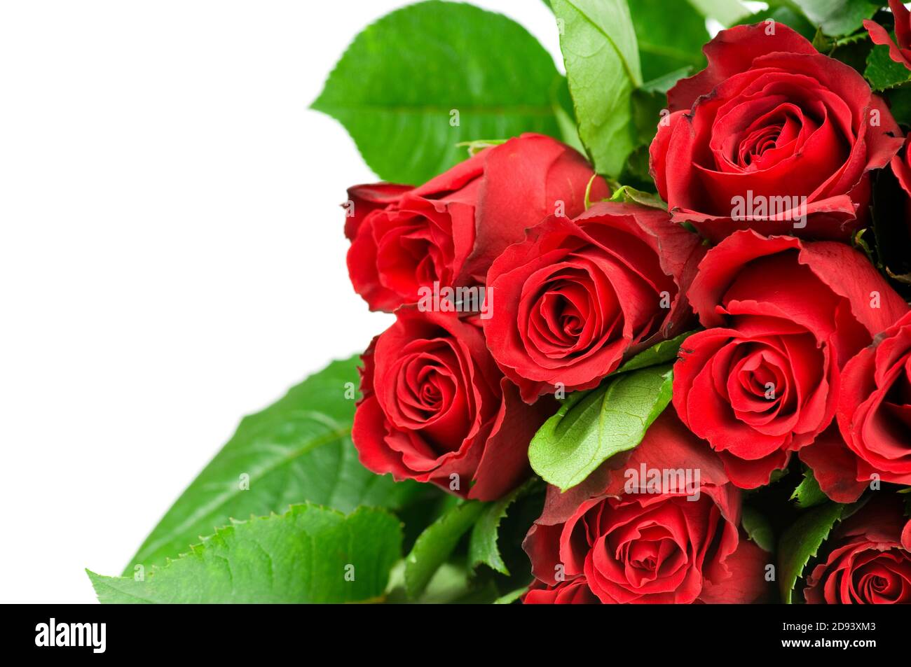 Rote Rose Stockfoto