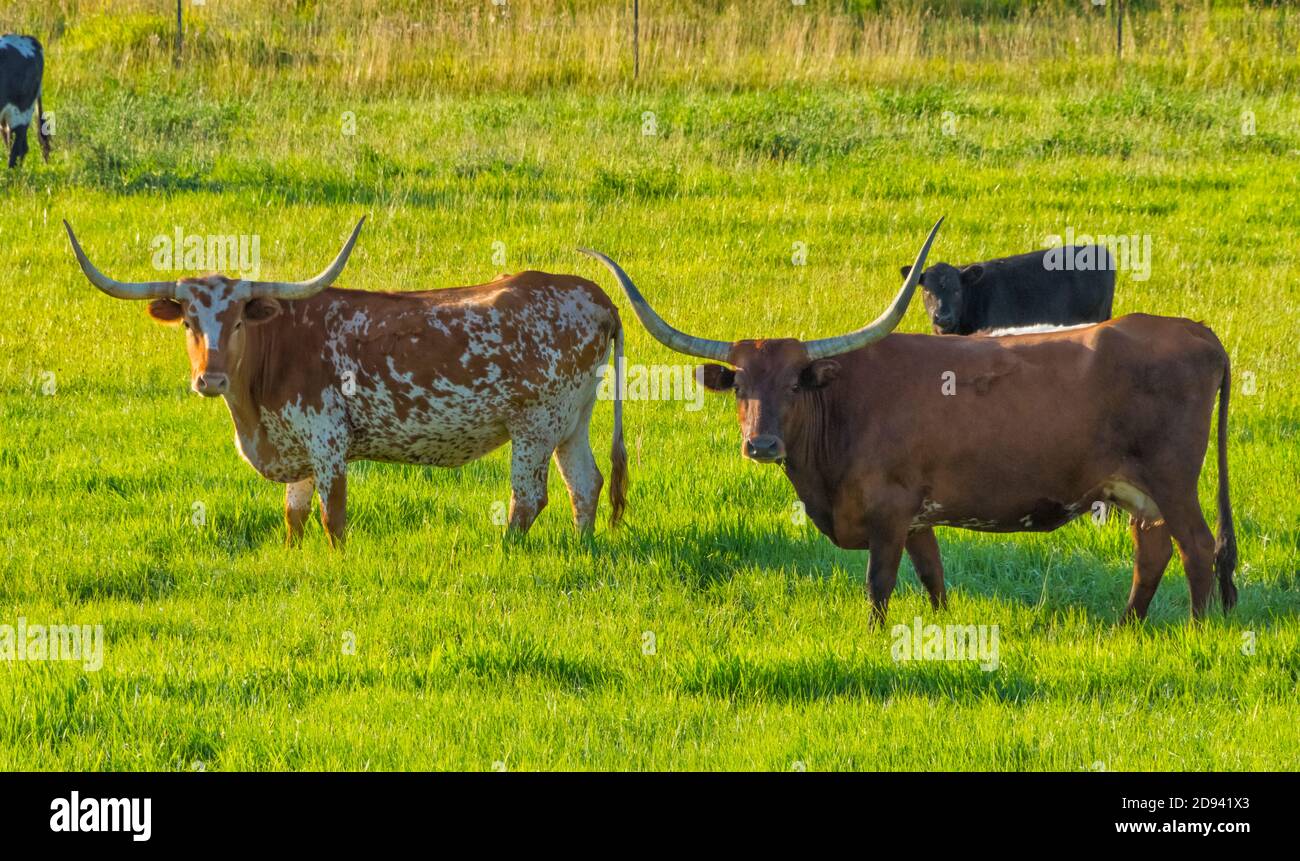 Rinder auf dem Feld bei Sonnenaufgang, Palouse, Washington State, USA Stockfoto