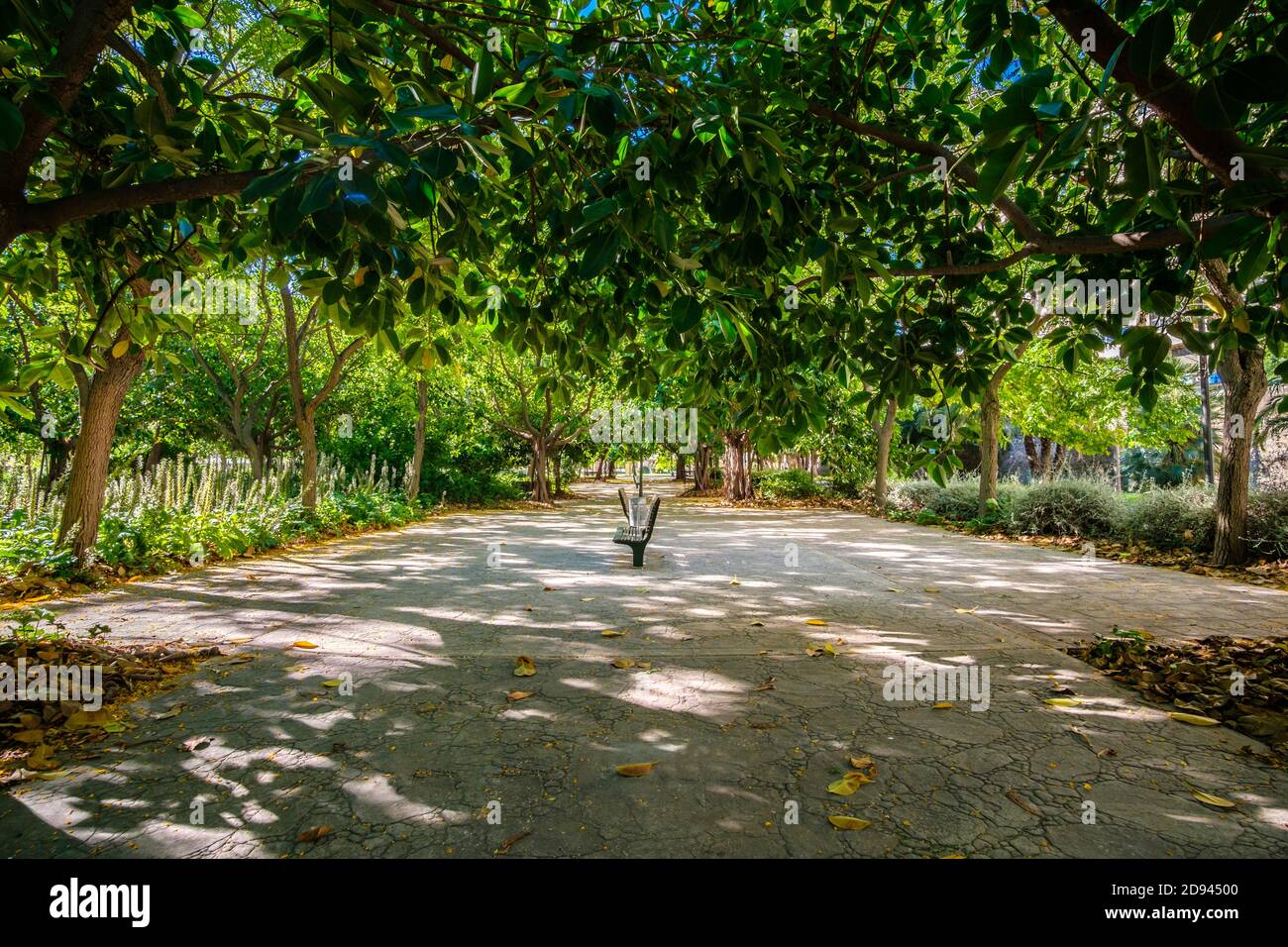 Banyan Tree, Ficus benghalensis Valencia Park am Flussbett, River Turia Gardens, Spanien Europa Stockfoto