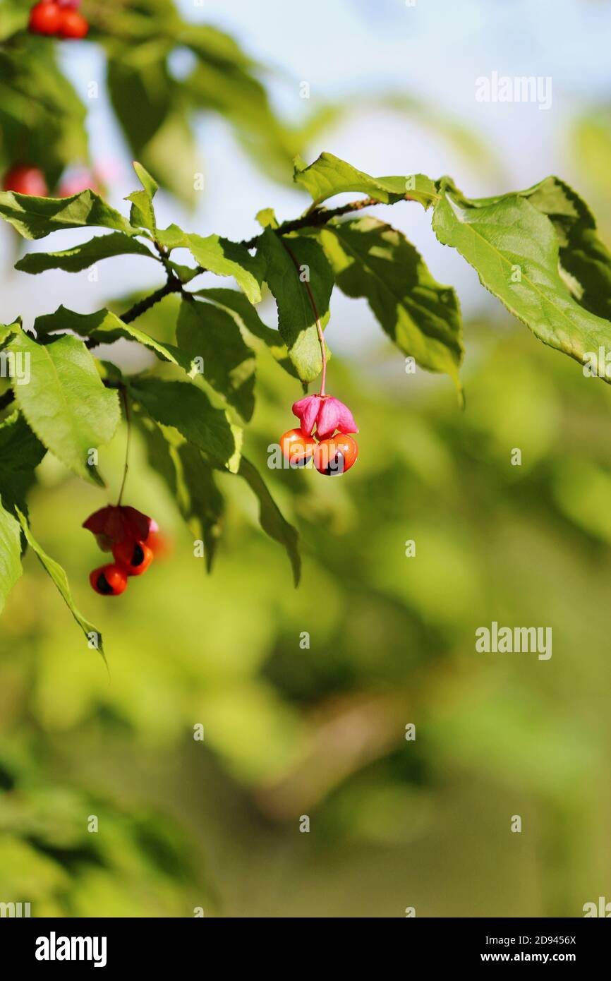 Ein grüner Pinsel von Euonymus verrucosus mit leuchtend orange-schwarz-rosa glänzenden Beeren im Sonnenlicht vor grünem Waldgrund. Stockfoto