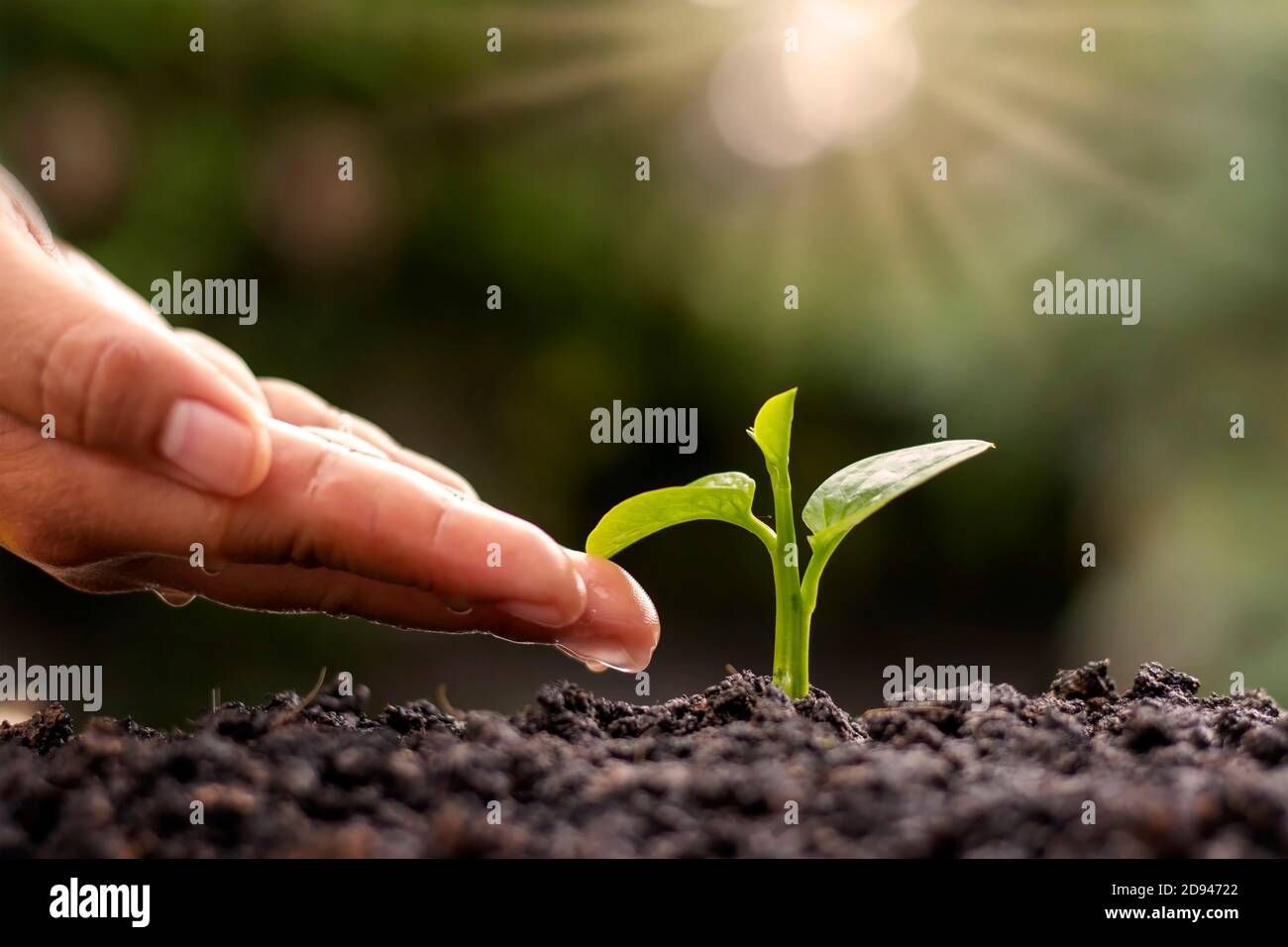 Mit dem Konzept des Weltumwelttages bewässern Bauern kleine Pflanzen von Hand. Stockfoto