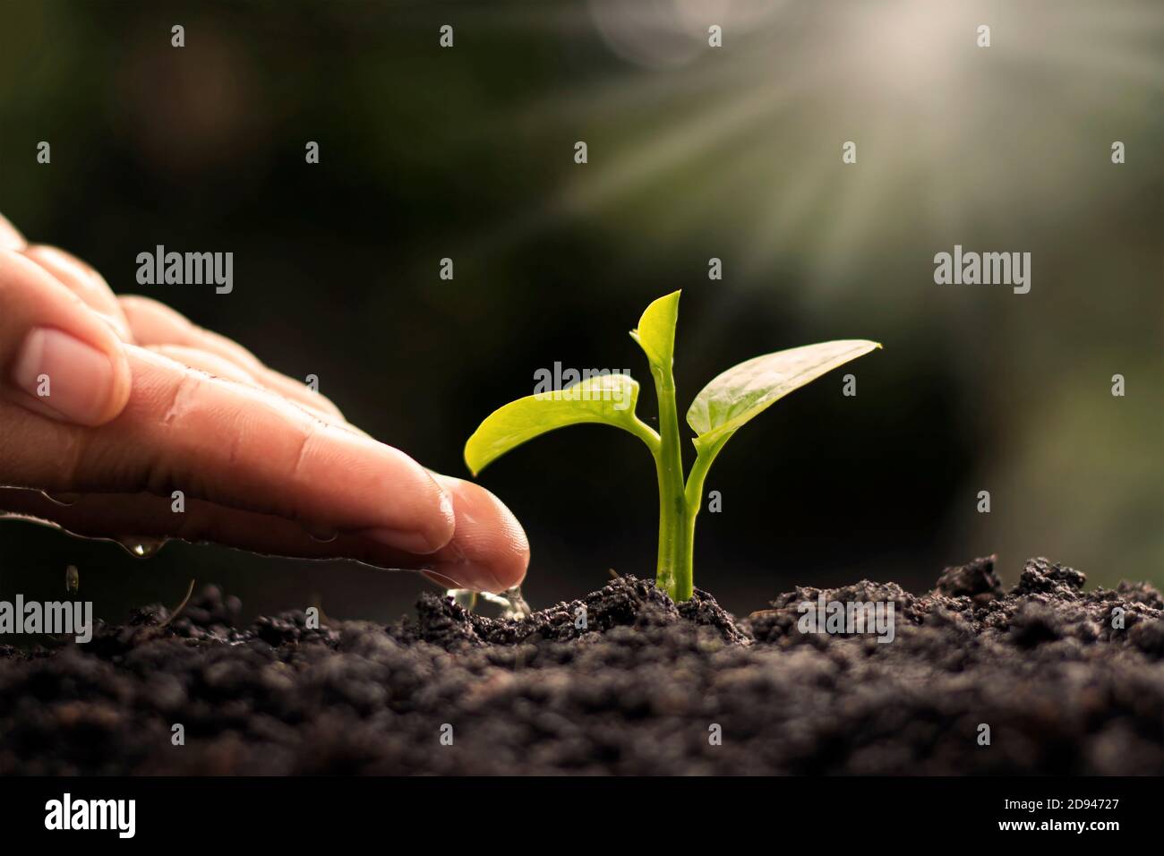 Mit dem Konzept des Weltumwelttages bewässern Bauern kleine Pflanzen von Hand. Stockfoto