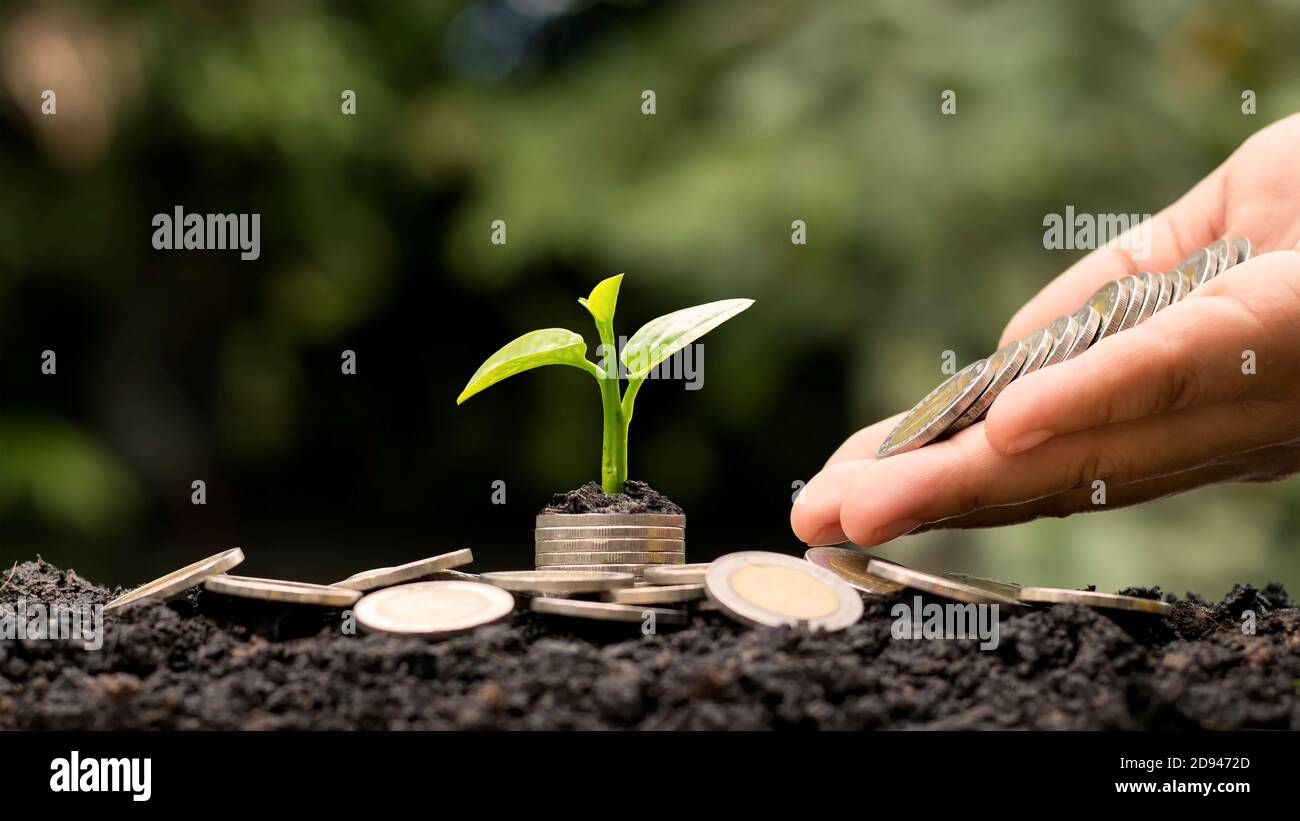 Ein Baum, der auf einem Haufen Münzen wächst und ein weißes Licht, das auf der Idee des wirtschaftlichen Wachstums des Baumes leuchtet. Stockfoto