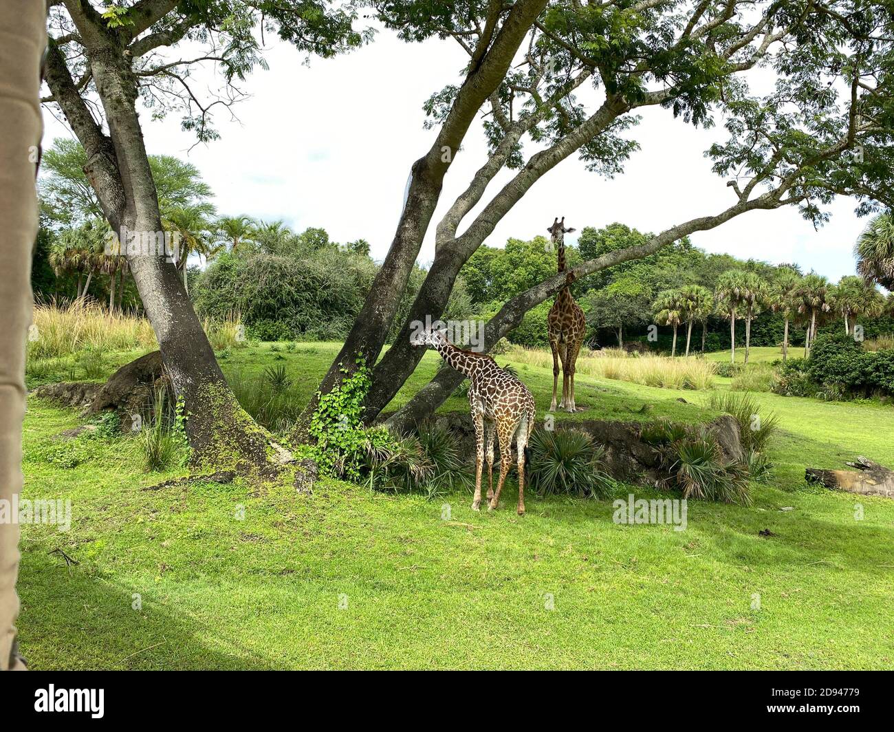 Ein Turm von Giraffen grasen auf Bäumen auf einer Savanne in einem Zoo an einem hellen sonnigen Tag. Stockfoto