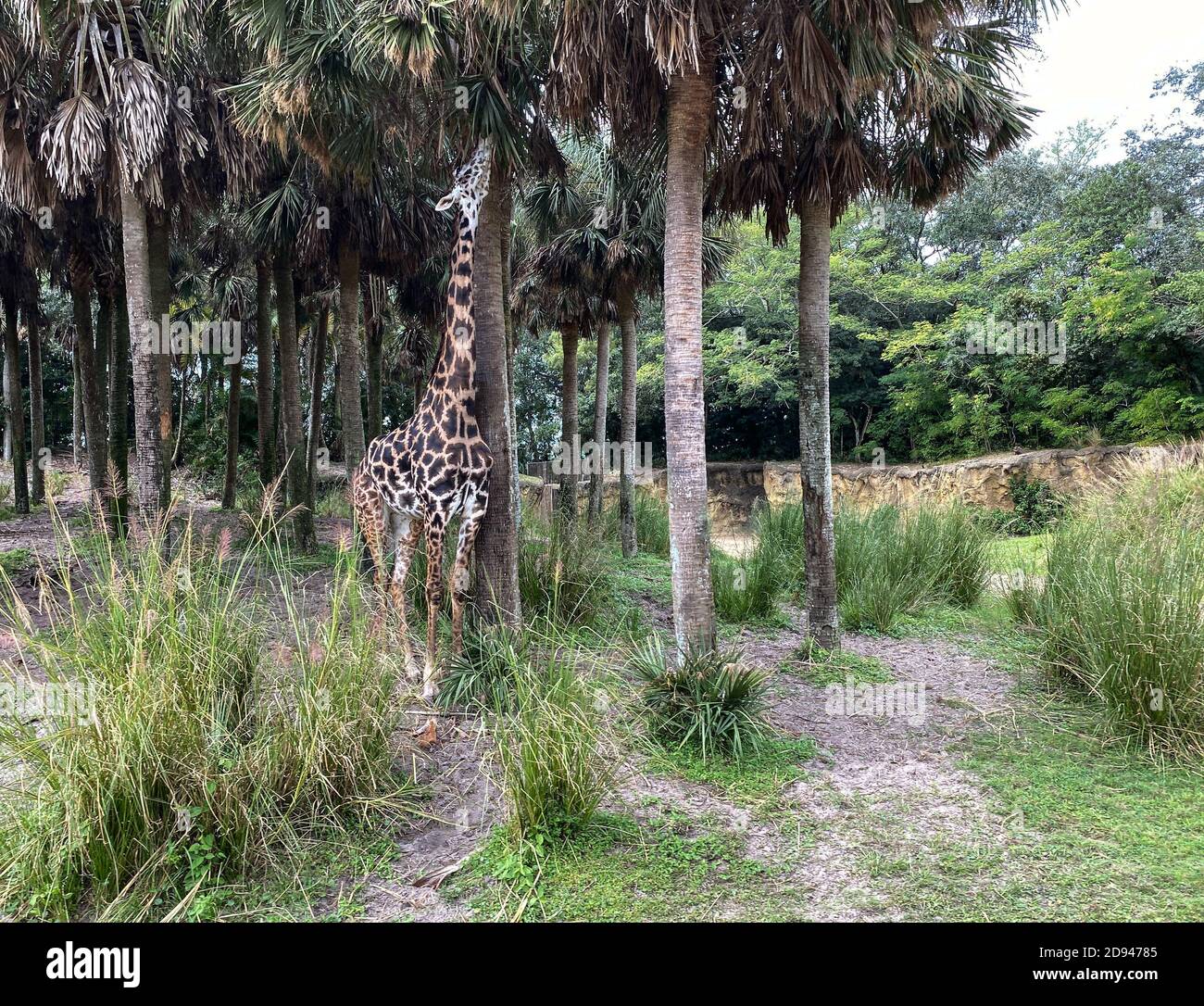 Eine Giraffe, die an einem sonnigen Tag auf Baumblättern in einer Savanne im Zoo grast. Stockfoto