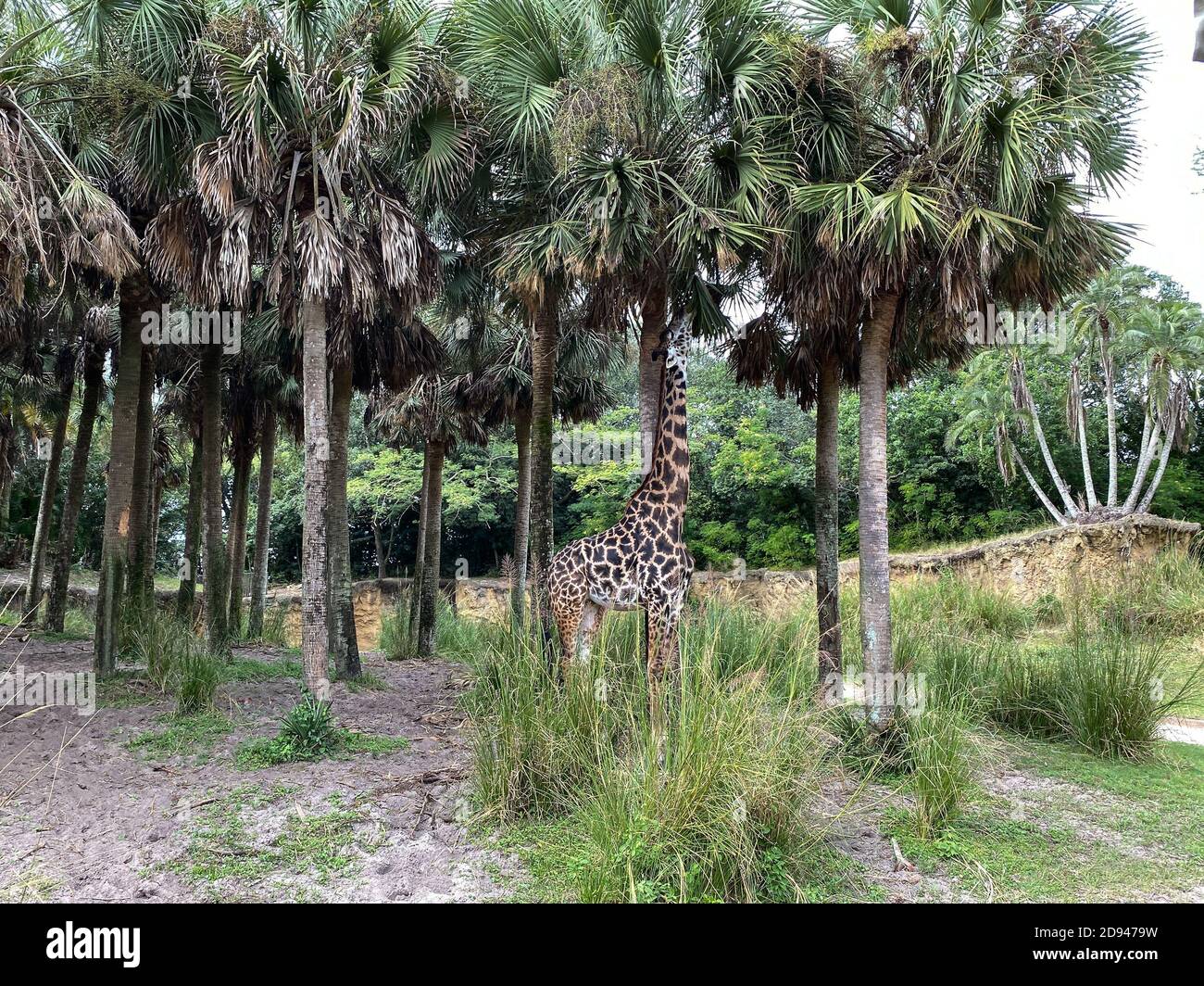 Eine Giraffe, die an einem sonnigen Tag auf Baumblättern in einer Savanne im Zoo grast. Stockfoto