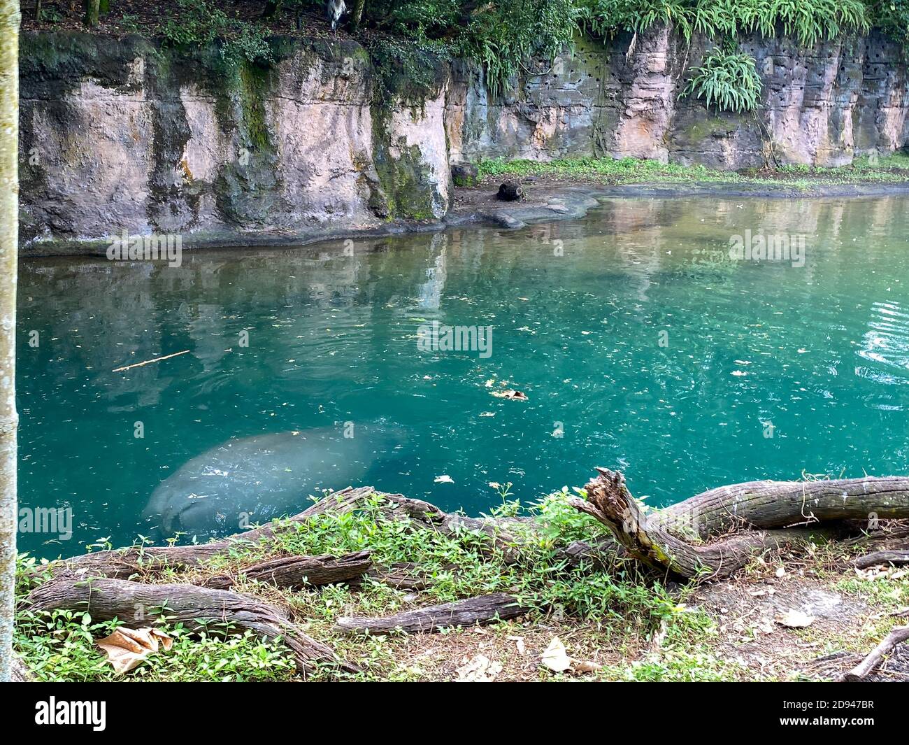 Ein Blühen von Hippopotamus in einem Zoo in einem Teich an einem hellen sonnigen Tag. Hippopotamus in einem Zoo schwimmen in einem Teich an einem hellen sonnigen Tag. Stockfoto
