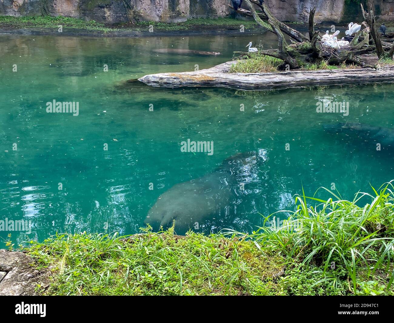 Ein Blühen von Hippopotamus in einem Zoo in einem Teich an einem hellen sonnigen Tag. Hippopotamus in einem Zoo schwimmen in einem Teich an einem hellen sonnigen Tag. Stockfoto