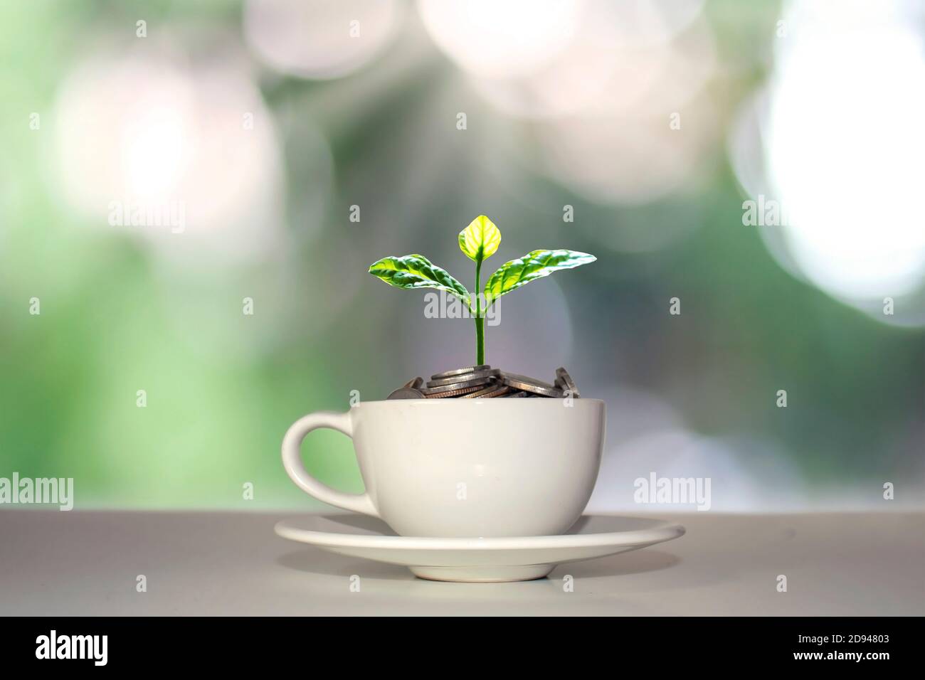 Baum wächst auf Geld Haufen in weißen Kaffeetasse mit verschwommenen grünen Natur Hintergrund finanzielles Wachstum Konzept. Stockfoto