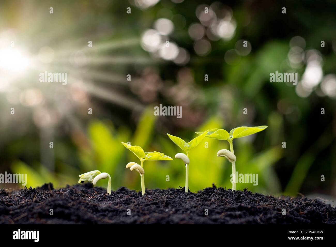 Setzlinge wachsen aus fruchtbarem Boden, einschließlich der Entwicklung des Pflanzenwachstums von Samen zu Setzlingen. Konzept der Ökologie und Landwirtschaft. Stockfoto
