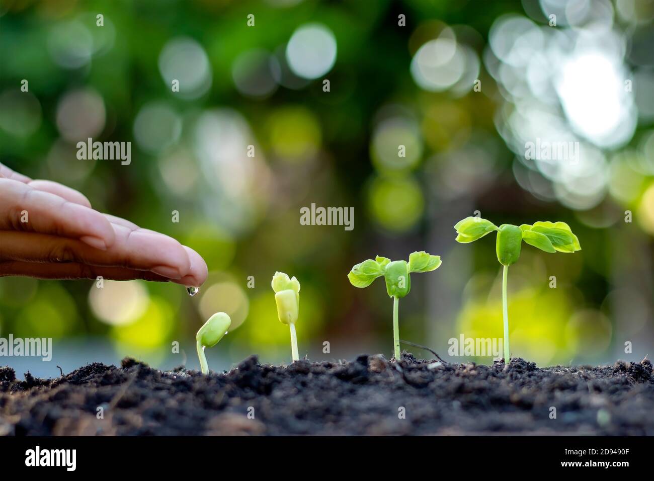 Anbau von Kulturpflanzen auf fruchtbarem Boden und Bewässerung von Pflanzen, einschließlich der Darstellung von Stadien des Pflanzenwachstums, Anbaukonzepte und Investitionen für Landwirte. Stockfoto