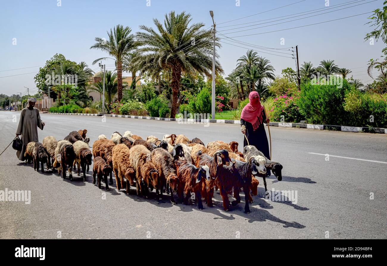 Ziegen hüten entlang der Al Tmsalyn Straße neben dem Ruinen des Totentempels von Amenhotep III in Luxor Stockfoto