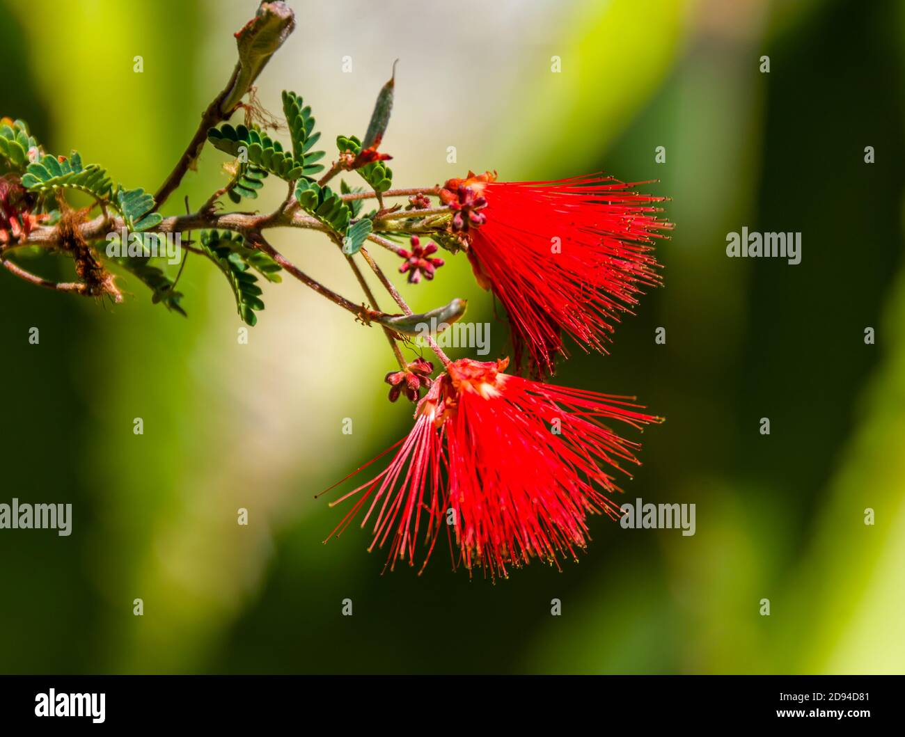 Desert Botanical Garden, Fairy Duster Stockfoto