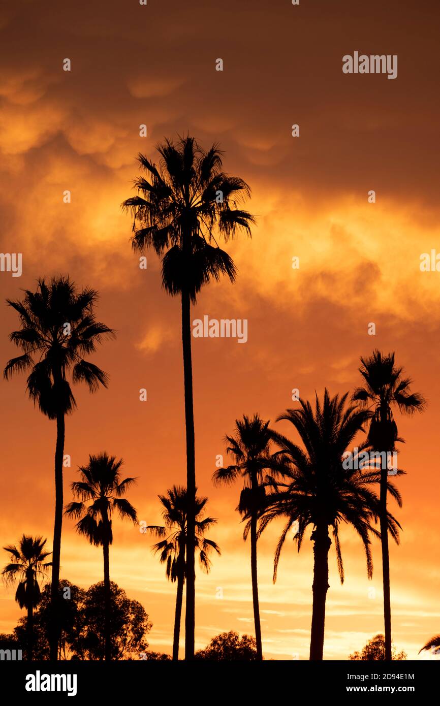 Silhouette einer Gruppierung von Palmen gegen eine spektakuläre Feuriger Sonnenuntergang im Süden Kaliforniens Stockfoto