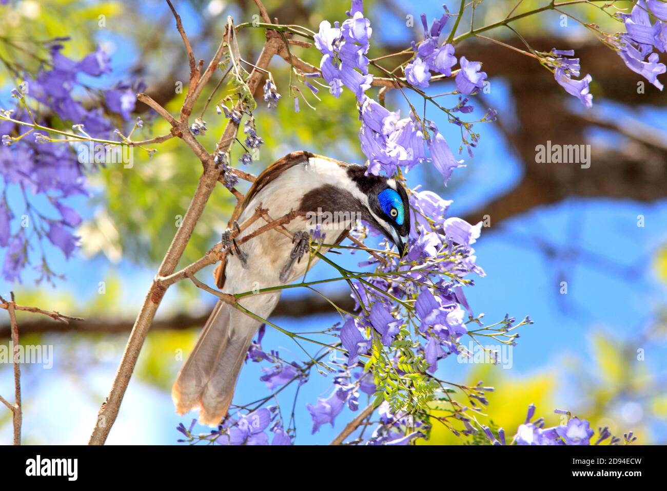Blaue Gesicht Honeyeater, Entomyzon Cyanotis, jacaranda Blumen essen. Coffs Harbour, NSW, Australien Stockfoto