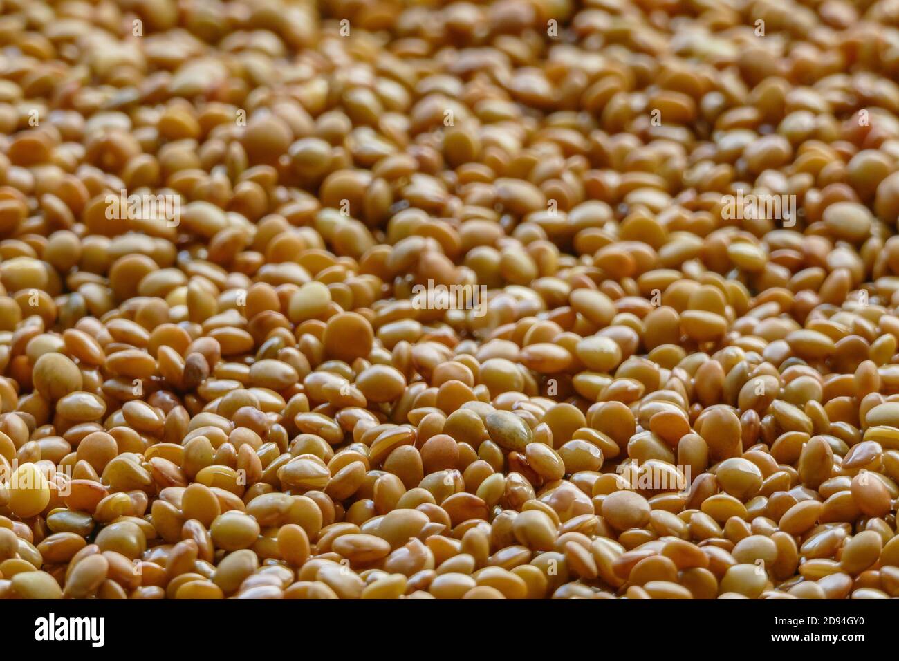 Linsen bereit zu kochen bei Tageslicht gesehen Stockfoto