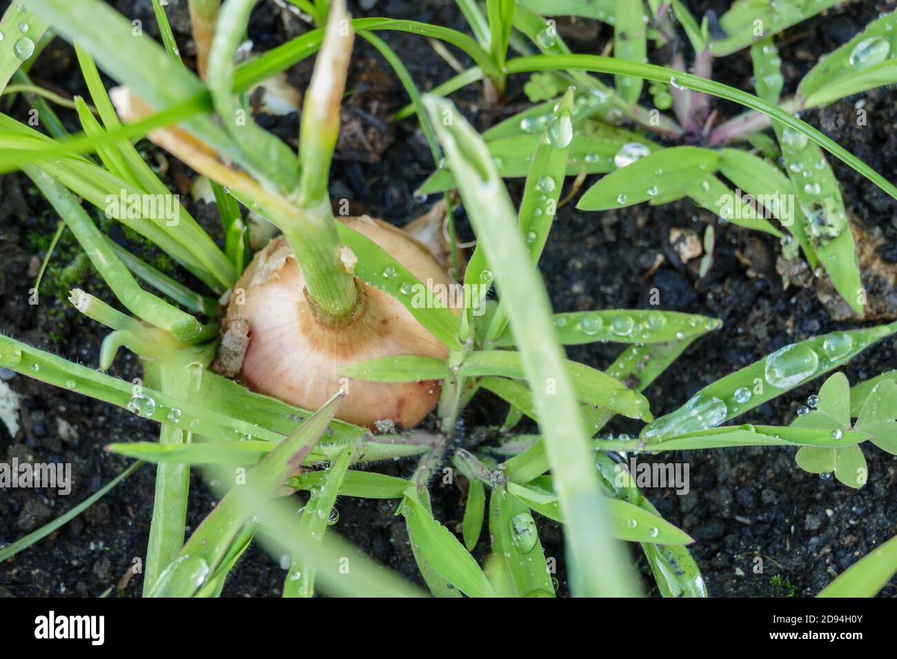 Zwiebelpflanze wächst im Freien im Gemüsegarten mit Regen Fällt im Freien ab Stockfoto