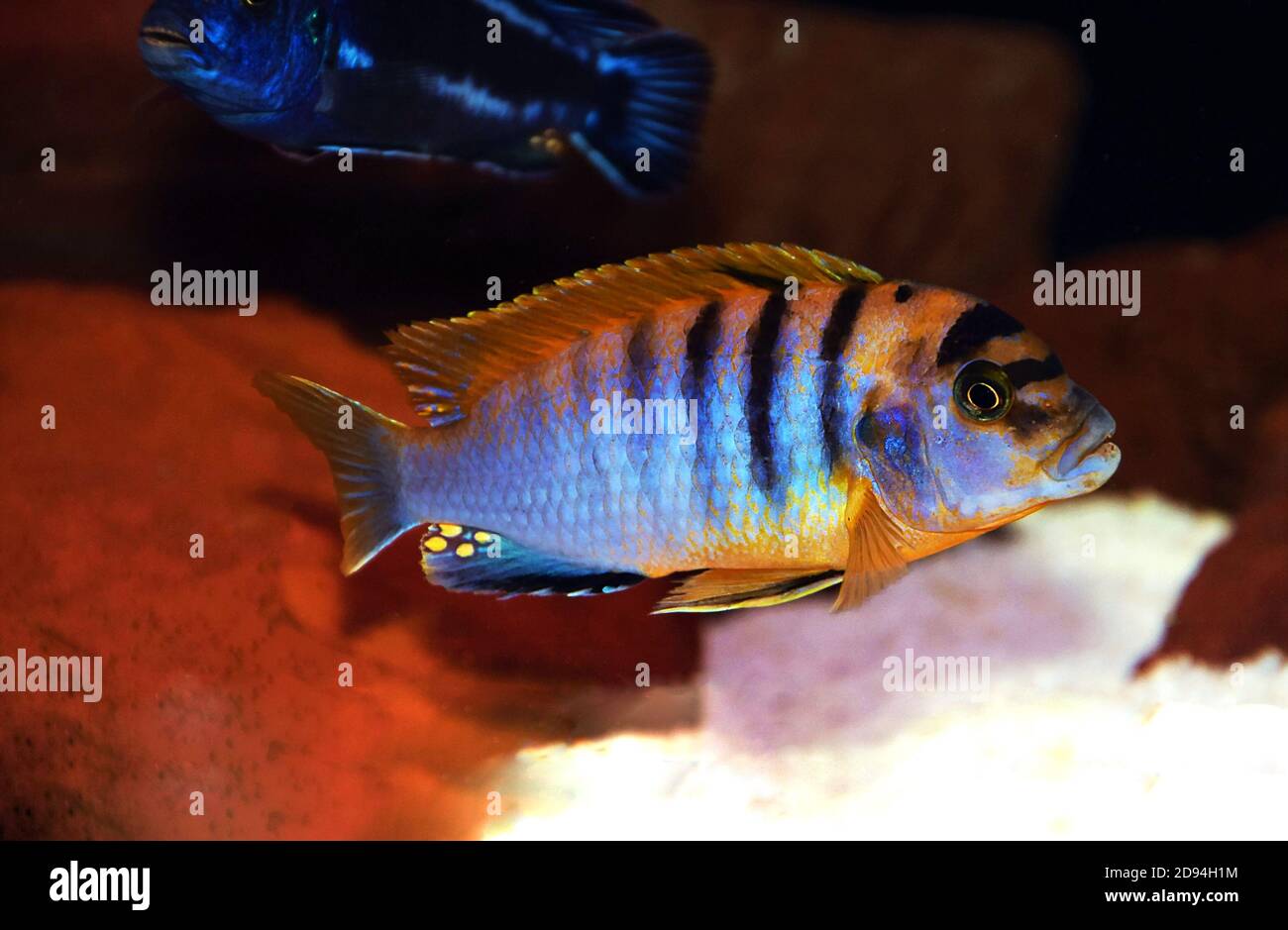 Hongi Cichlid, Rot – (Labidochromis Hongi) Stockfoto