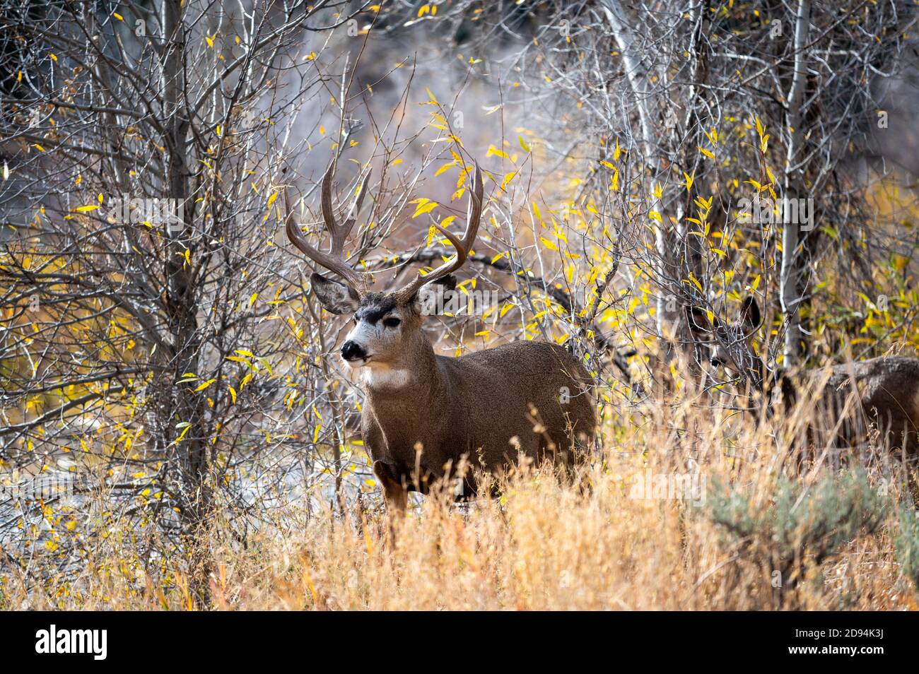 Maultierhirsch Trophae Stockfotos Und Bilder Kaufen Alamy
