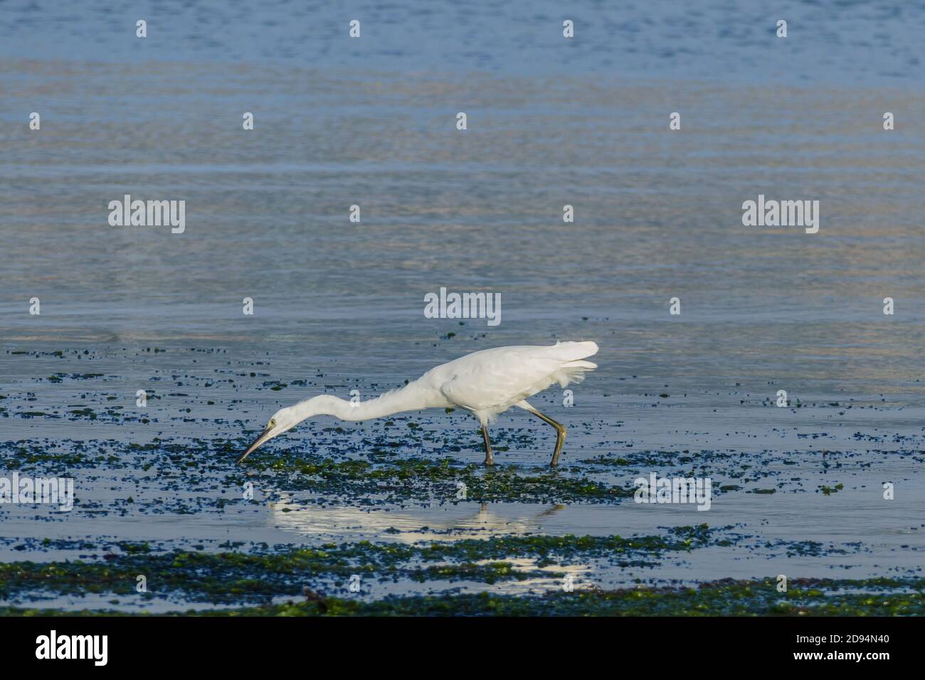 Reiher fischen an der Küste mit Sonnenlicht Stockfoto