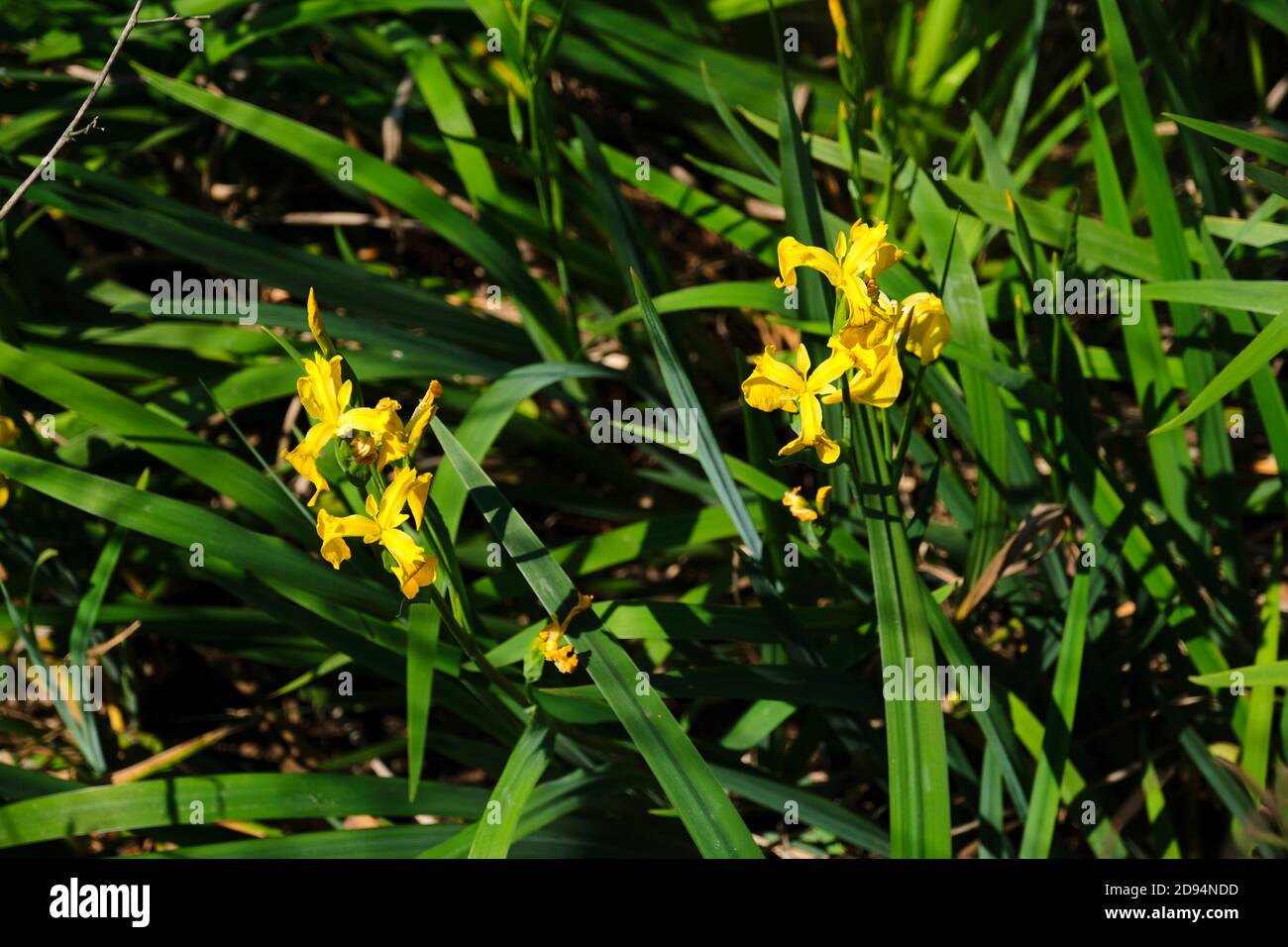 Gelbe Flaggen, auch als gelbe Iris oder Wasserflaggen bekannt, in Blüte, im Frühjahr; Iris pseudacorus. Naturschutzgebiet Costanera Sur in Buenos Aires, Argen Stockfoto
