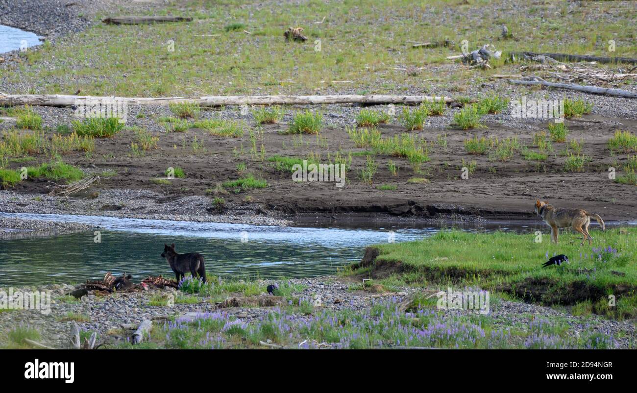 Zwei Wölfe nähern sich vorsichtig Bison Kill im Lamar-Tal Stockfoto