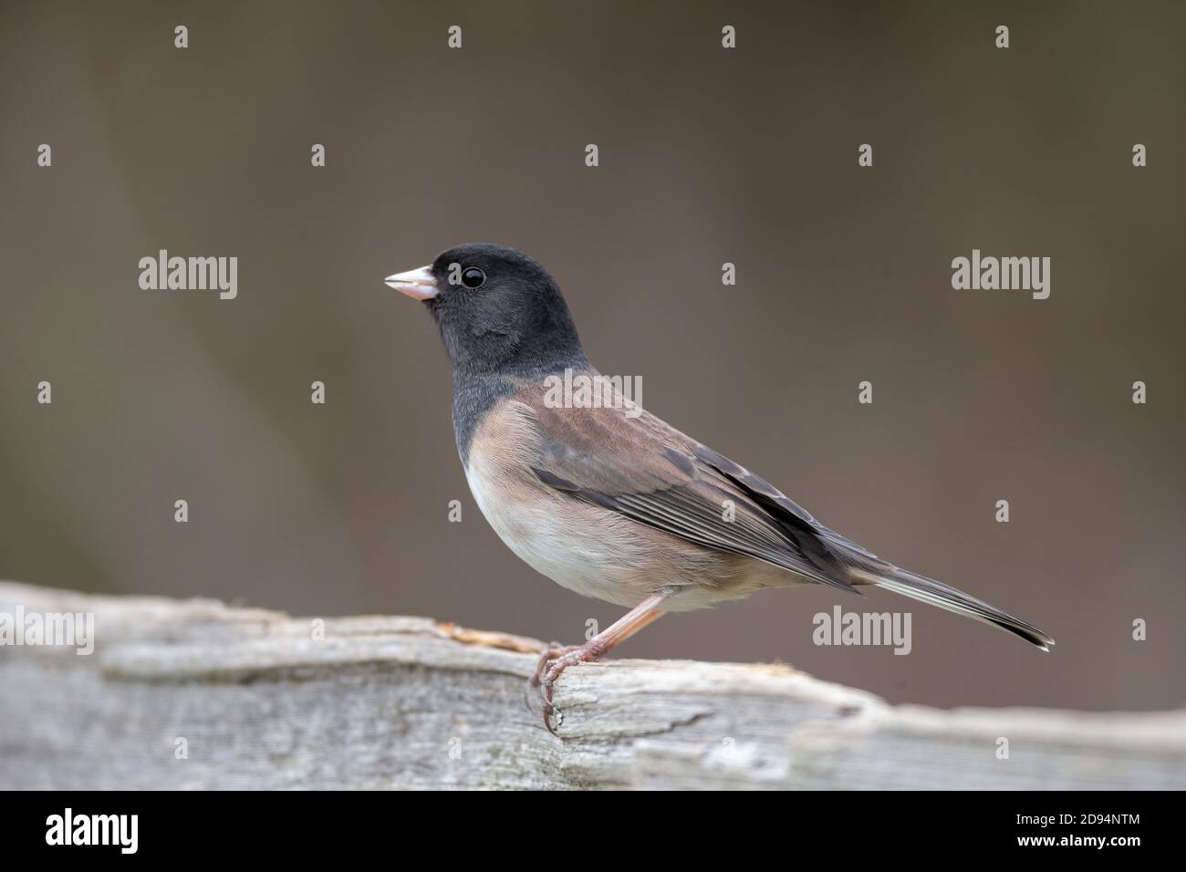 Dunkeläugige Jungvogel bei British Columbia Kanada; nordamerikanisch Stockfoto