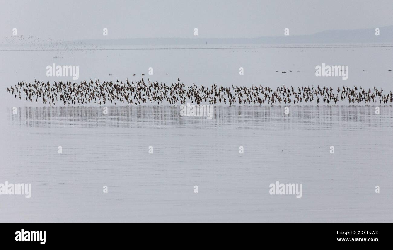 Ein Schwarm von Dunlin Shorebird bei British Columbia Kanada; nordamerikanisch Stockfoto
