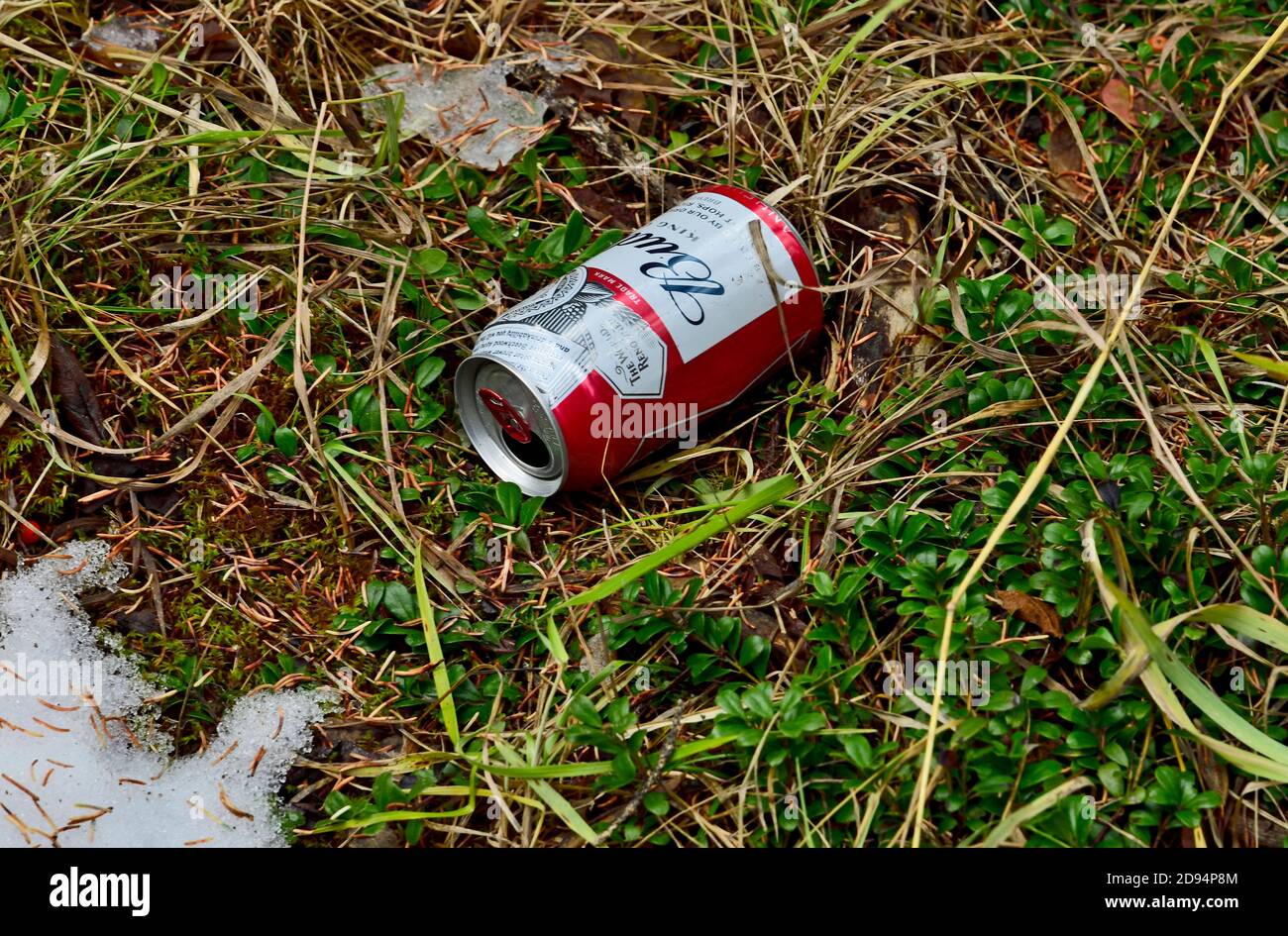 Ein leeres Bier kann in einem bewaldeten Naturgebiet entsorgt werden. Stockfoto