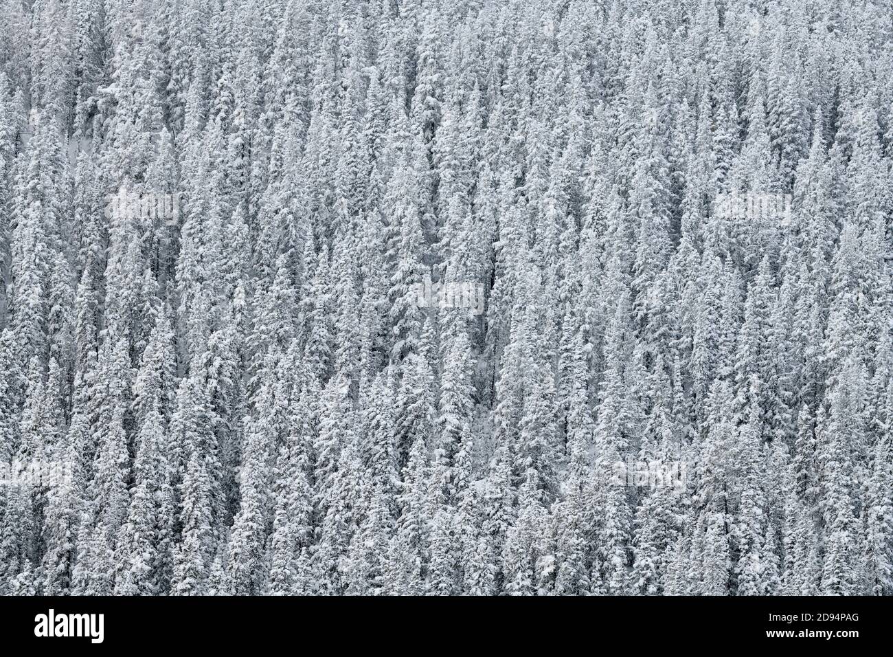 Ein Stand von schneebedeckten Fichten im ländlichen Alberta Kanada. Stockfoto