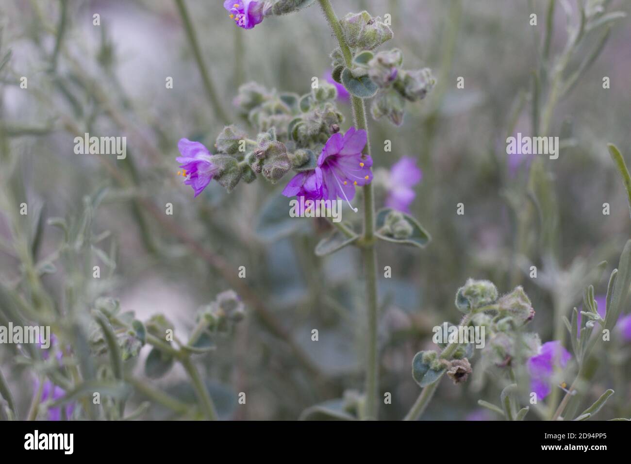 Purple Dolde Blütenstände, Wishbone Bush, Mirabilis laevis, Nyctaginaceae, native Staude, San Bernardino Mountains, Transverse Ranges, Sommer. Stockfoto