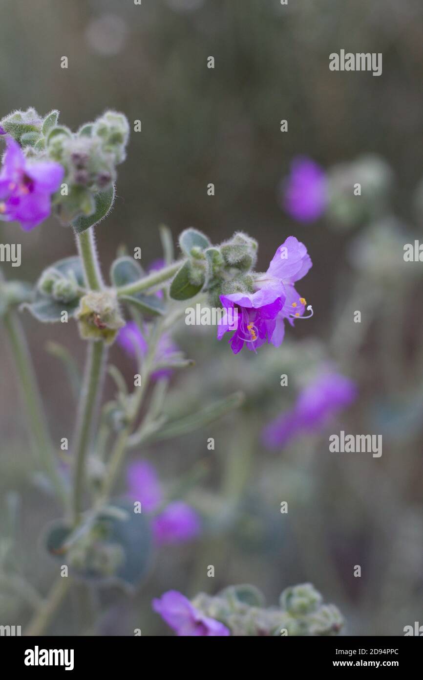 Purple Dolde Blütenstände, Wishbone Bush, Mirabilis laevis, Nyctaginaceae, native Staude, San Bernardino Mountains, Transverse Ranges, Sommer. Stockfoto