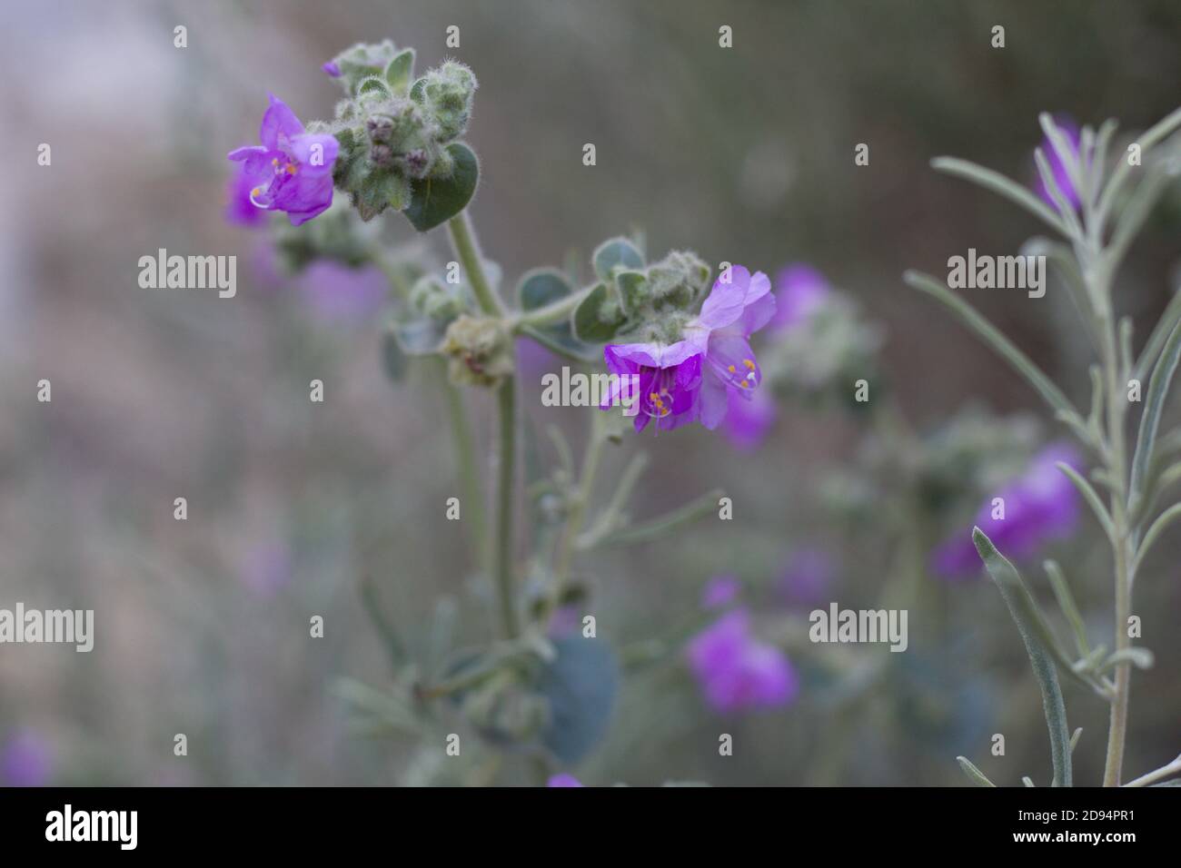 Purple Dolde Blütenstände, Wishbone Bush, Mirabilis laevis, Nyctaginaceae, native Staude, San Bernardino Mountains, Transverse Ranges, Sommer. Stockfoto