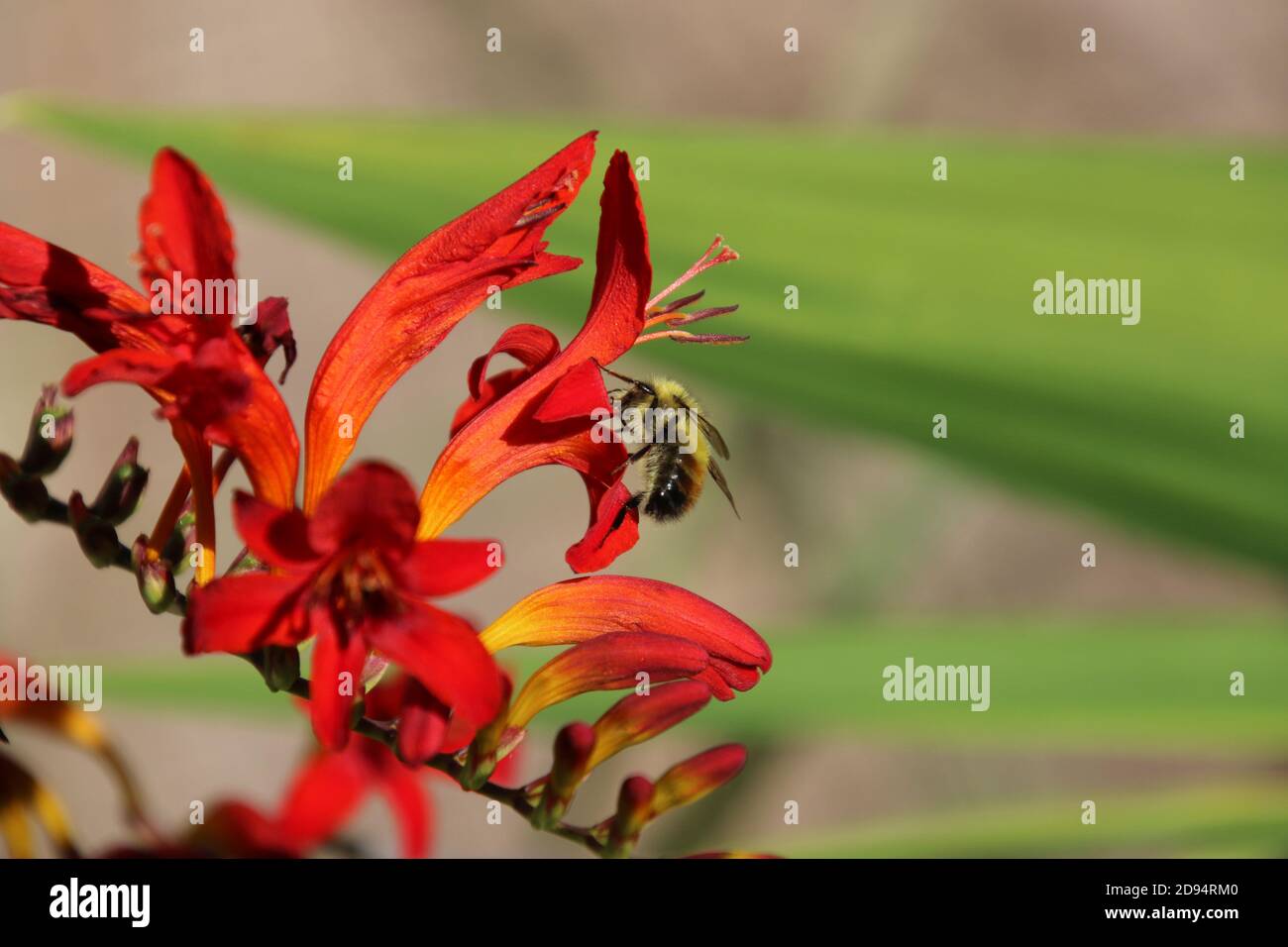 Eine Honigbiene bestäubt eine rote Krug Art Blume mit langen Staubgefäßen. Stockfoto