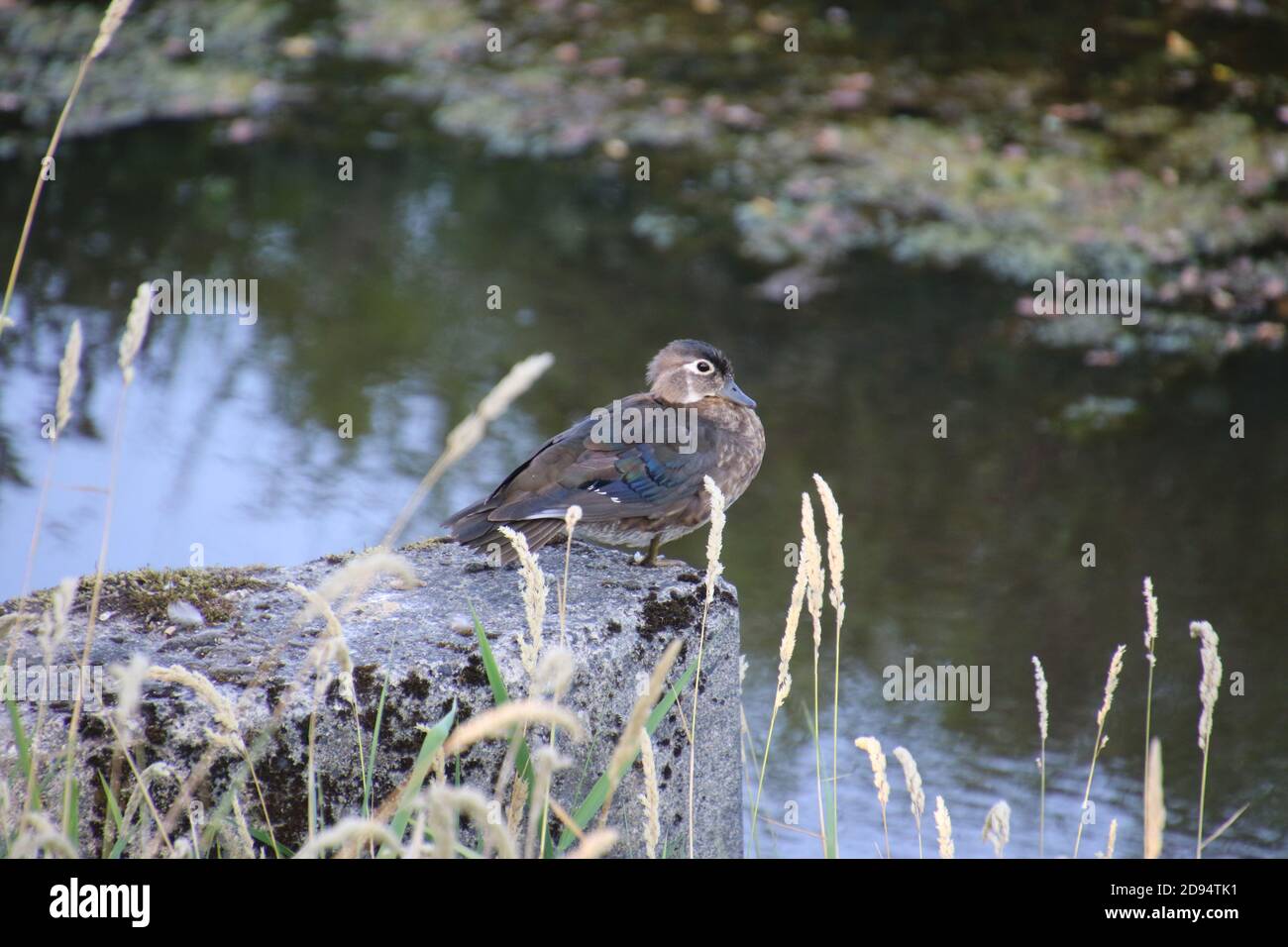 Eine weibliche Holzente, die auf einem Baumstamm am Rande eines Teiches sitzt. Stockfoto