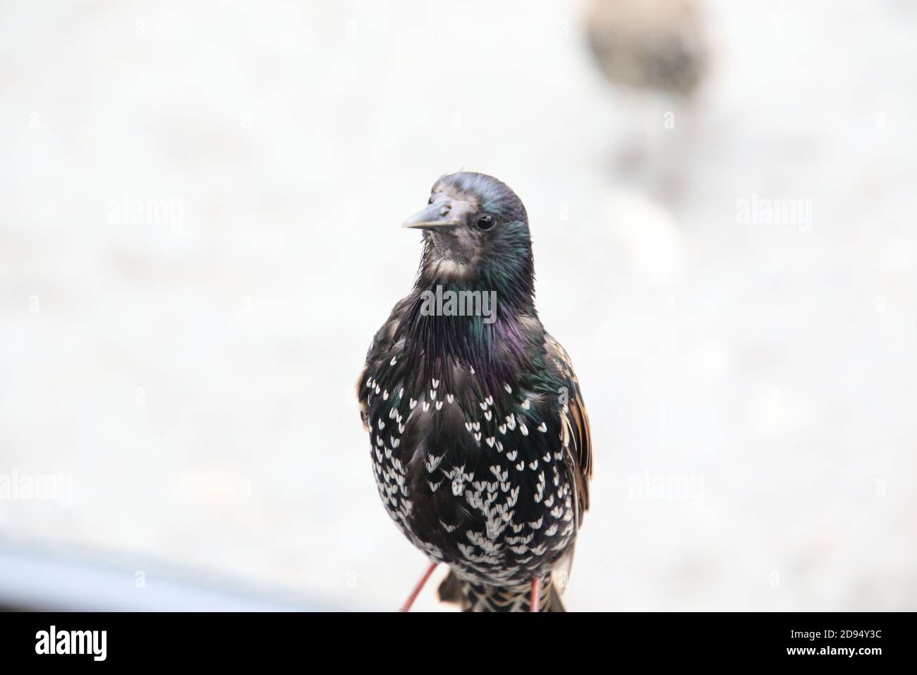 Ein schwarzer Vogel mit weißen Punkten, die auf einem heraus stehen Des Fokushintergrundes Stockfoto
