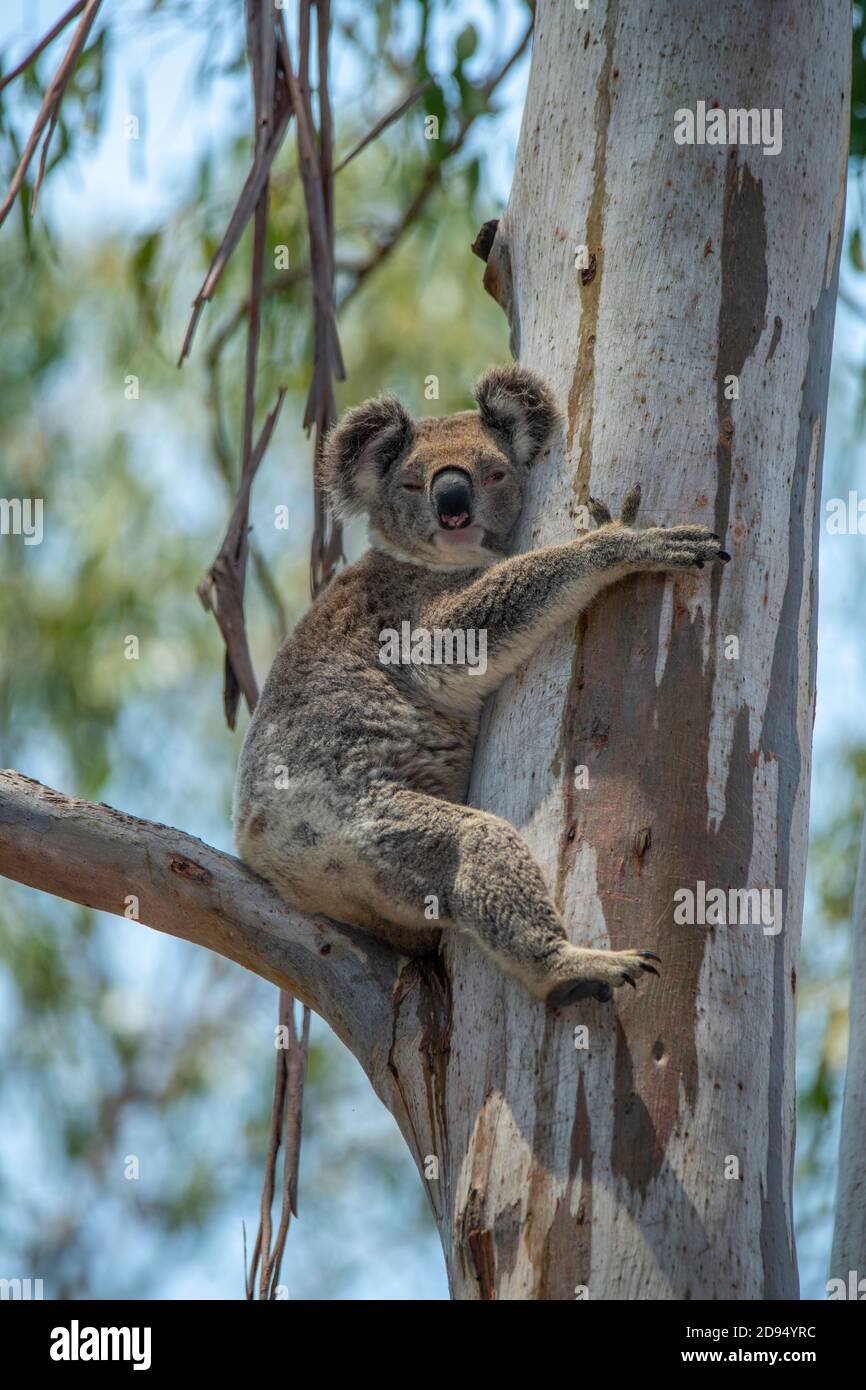 Koala Phascolarctos cinereus Lamington National Park, Queensland, Australien 13 November 2019 Erwachsene Phascolarctidae Stockfoto