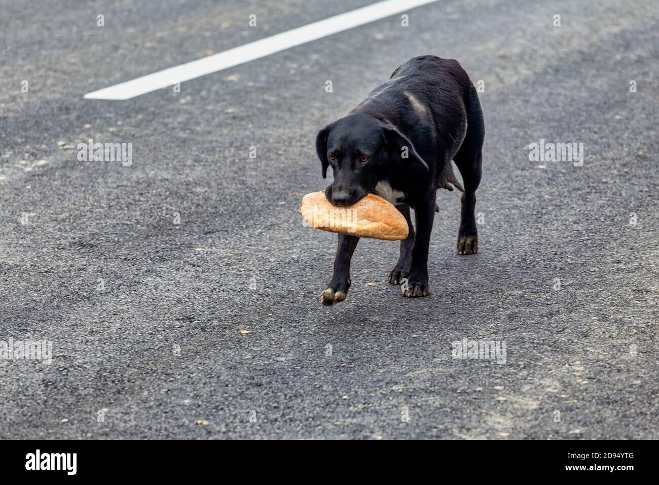 Obdachlose Mutter Hund kehrt mit Nahrung für die Welpen. Brot im Mund. Stockfoto