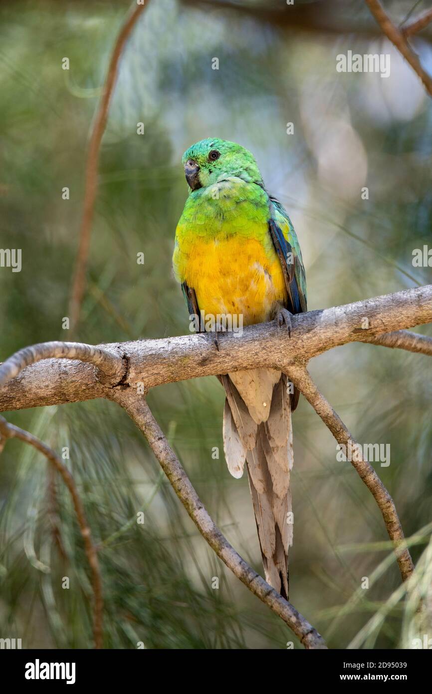 Red-rumped Papagei Pseuphotus haematonotus Sydney, New South Wales, Australien 14. November 2019 Erwachsene, Männlich Psittaculidae Stockfoto