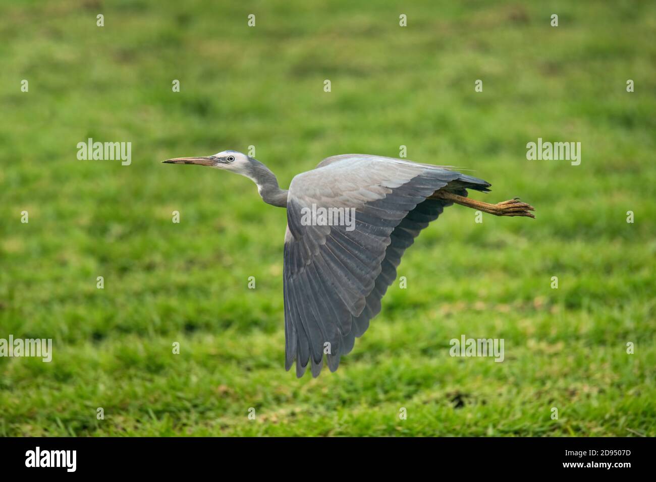 Weißgesichtige Reiher Egretta novaehollandiae Sydney, New South Wales, Australien 14. November 2019 Erwachsene Ardeidae Stockfoto